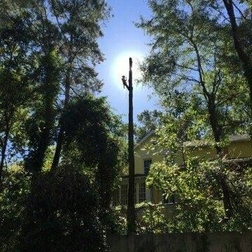  for Professional Tree Service USA in Chattanooga, TN