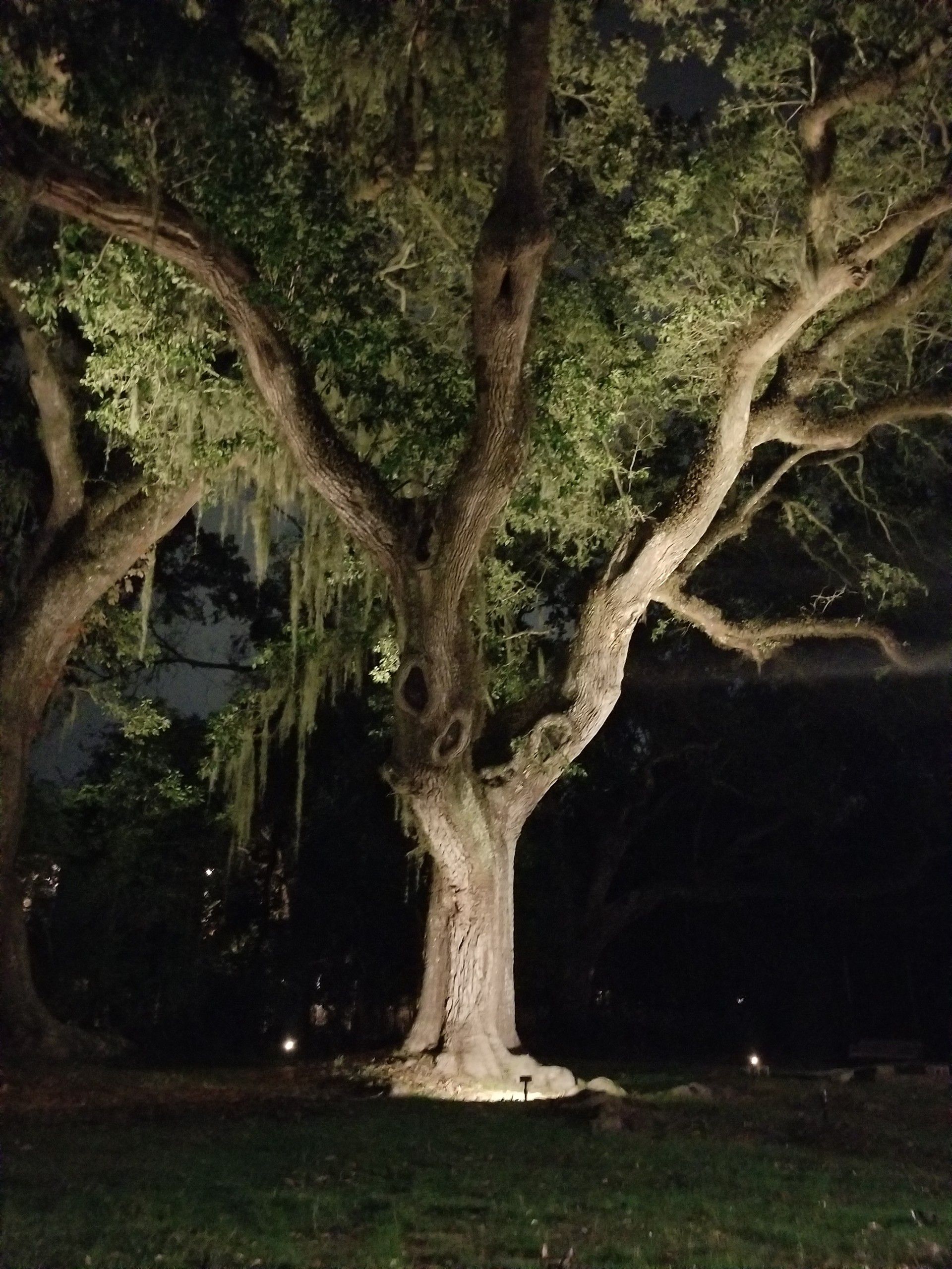  for Green Pastures Lawn Care in Bastrop, TX