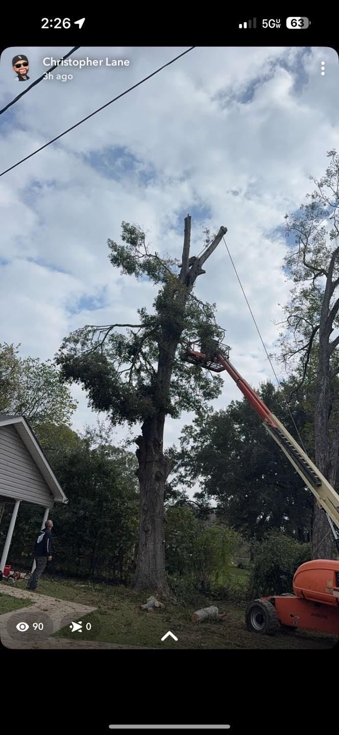  for Morace Tree Service in Natchez,,  MS