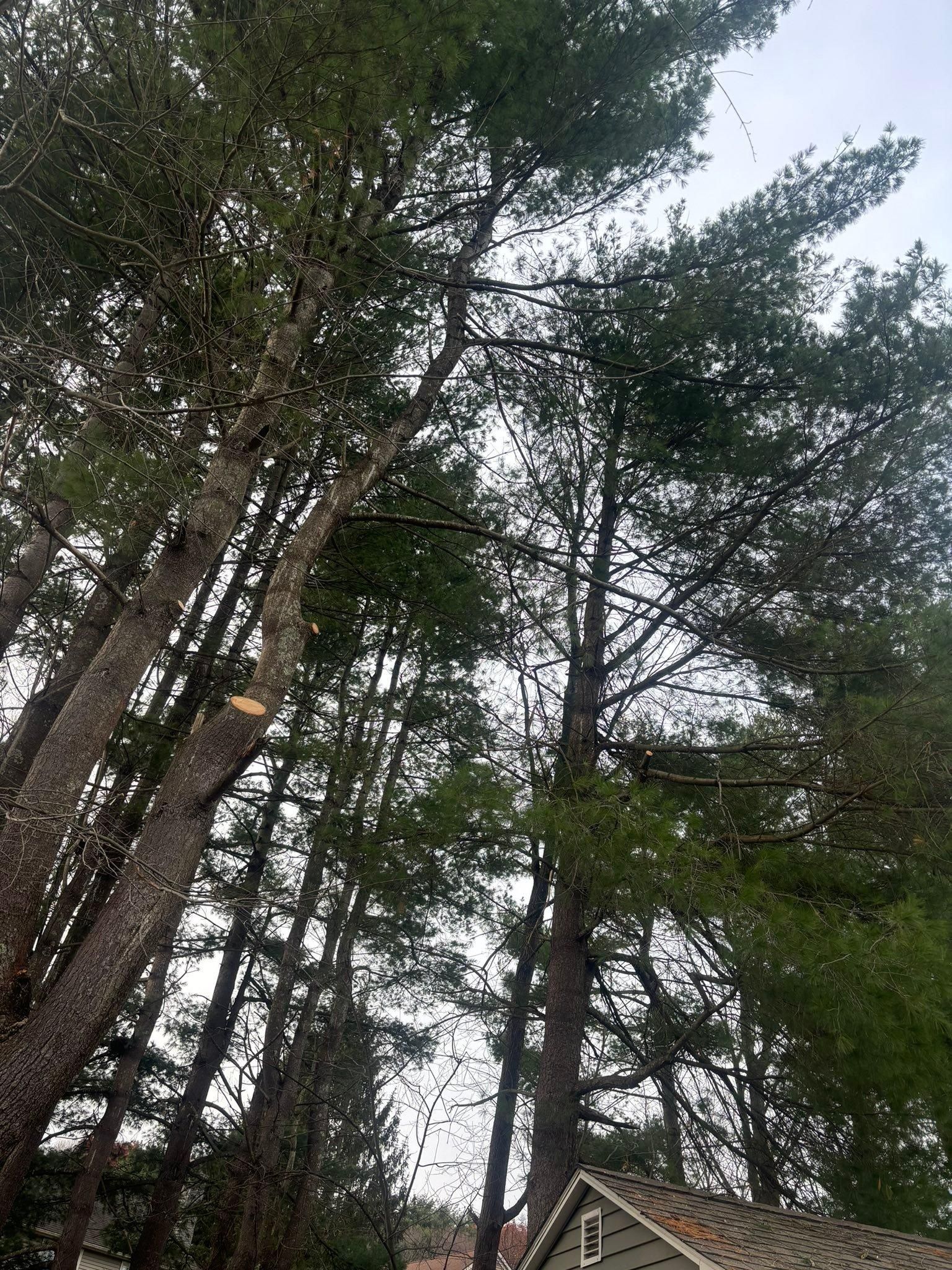  for T's Trees in Albany, NY