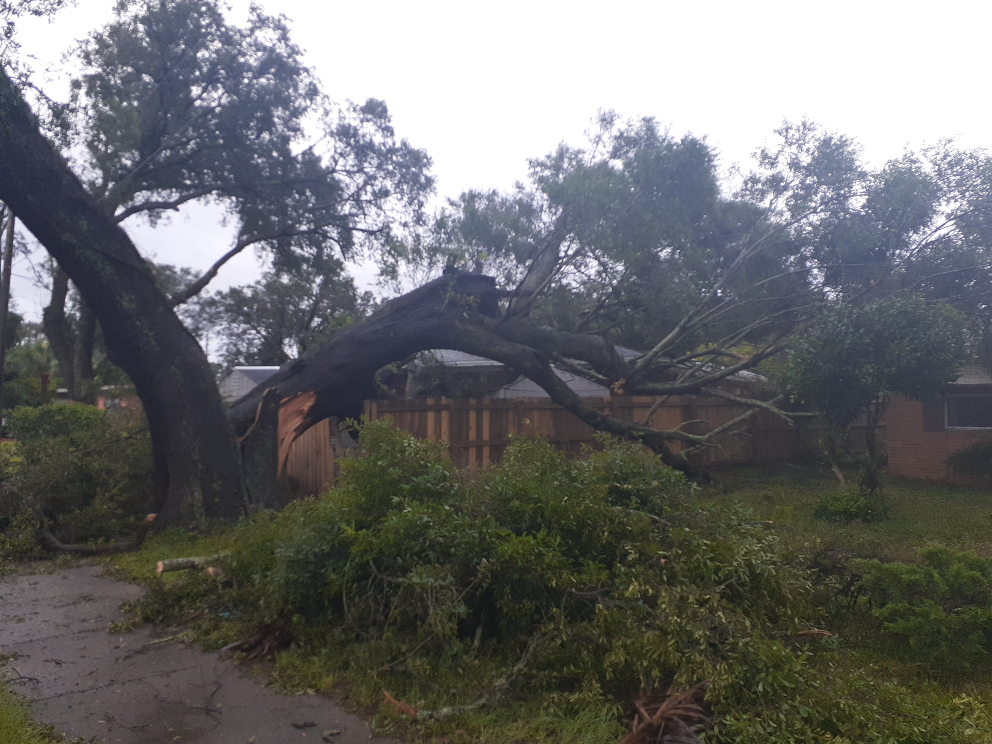  for Professional Tree Service USA in Chattanooga, TN