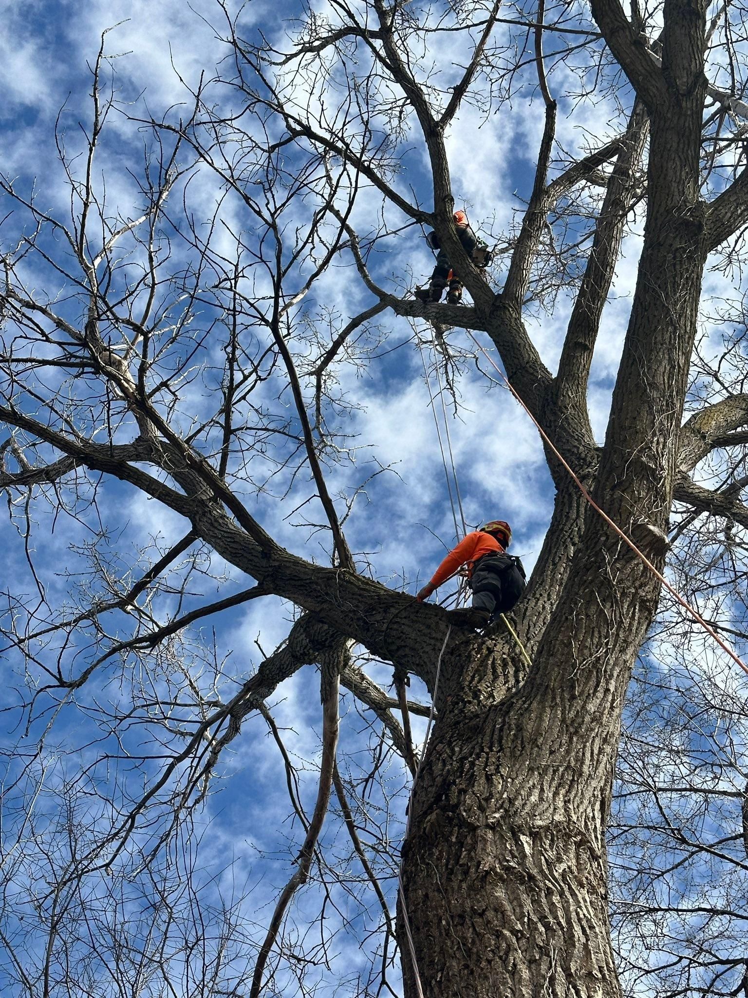All Photos for Cross Family Tree Service in Kearney, MO