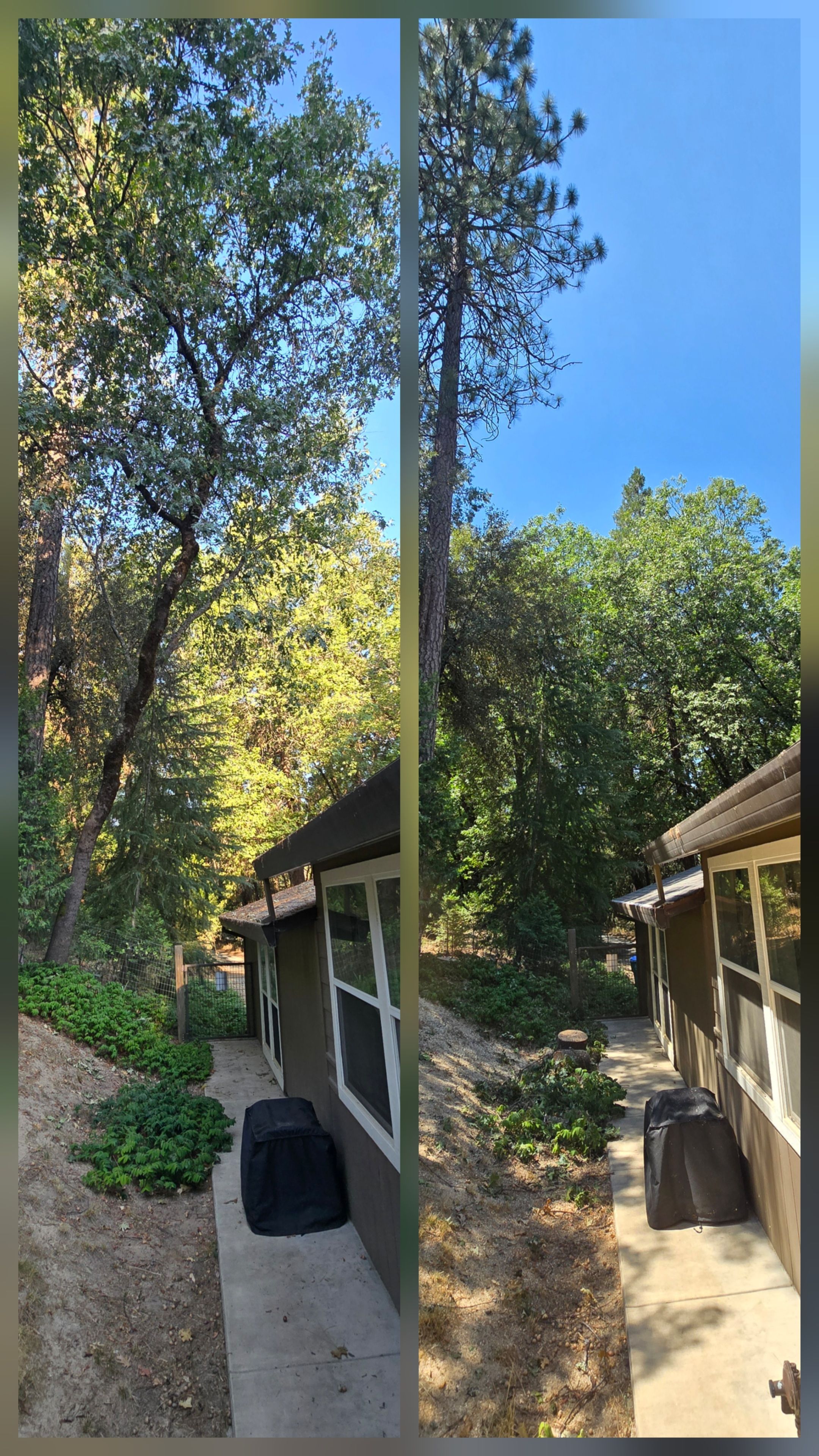  for George Staddan's Professional Tree Care in Placerville, CA