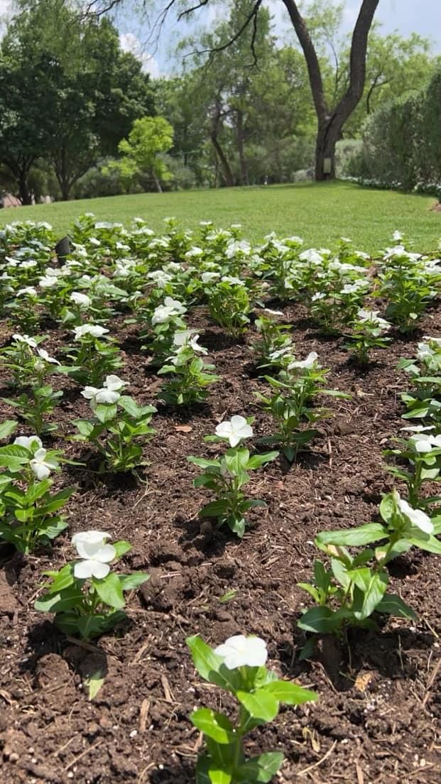 Irrigation Installation for Platinum Landscape Design LLC in San Angelo, Texas