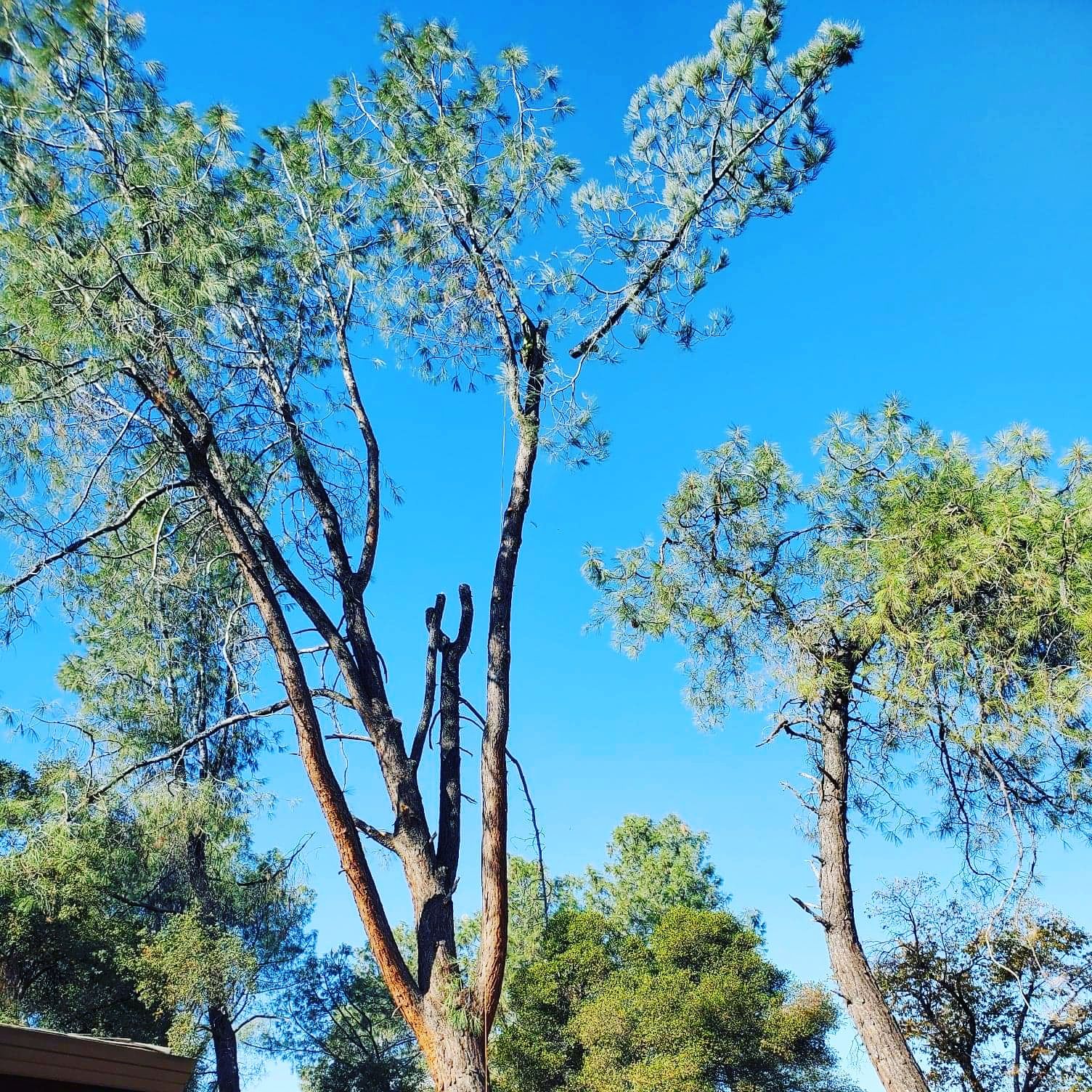  for George Staddan's Professional Tree Care in Placerville, CA