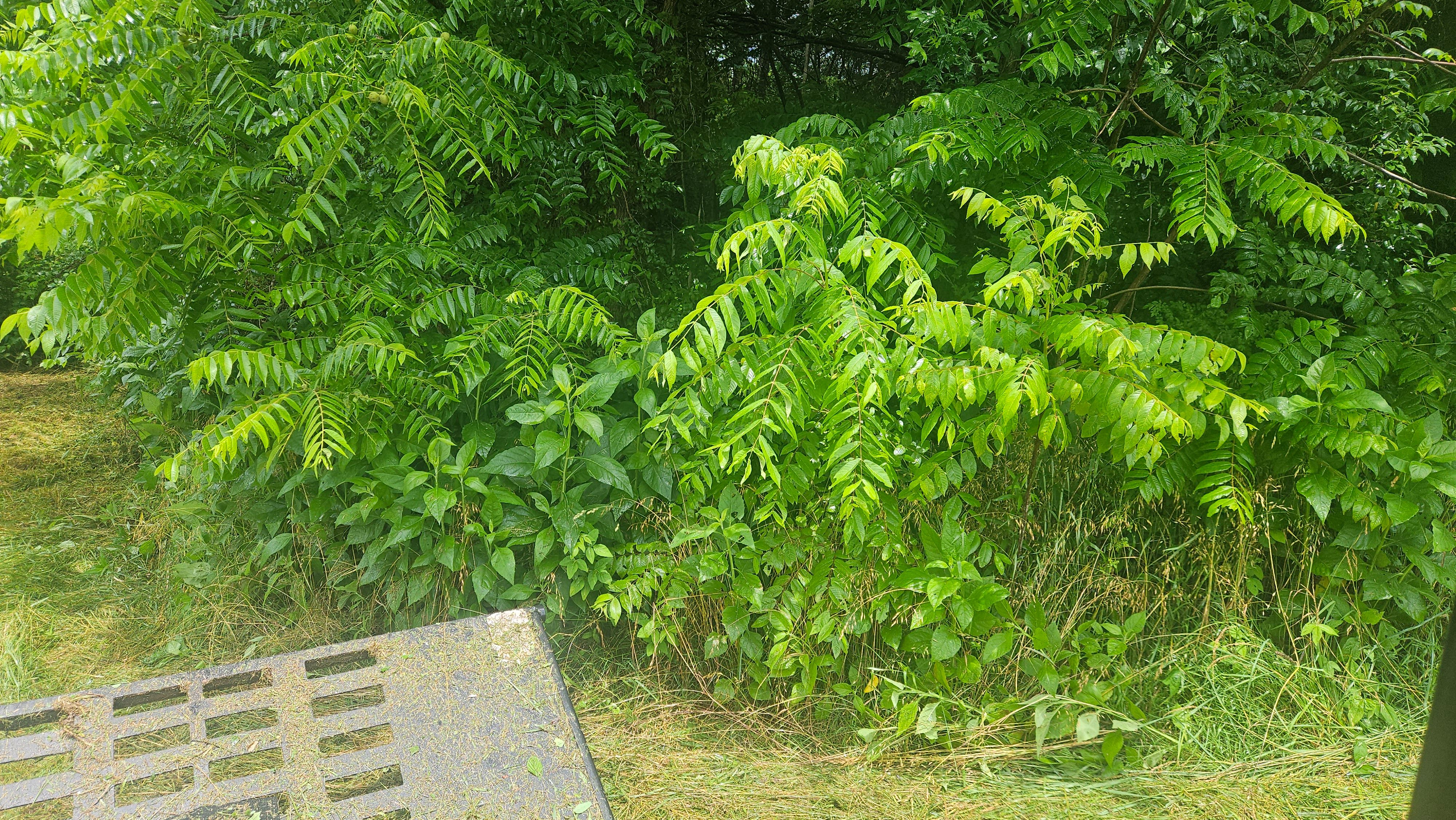 All Photos for B&B Land Management in Jamestown, TN