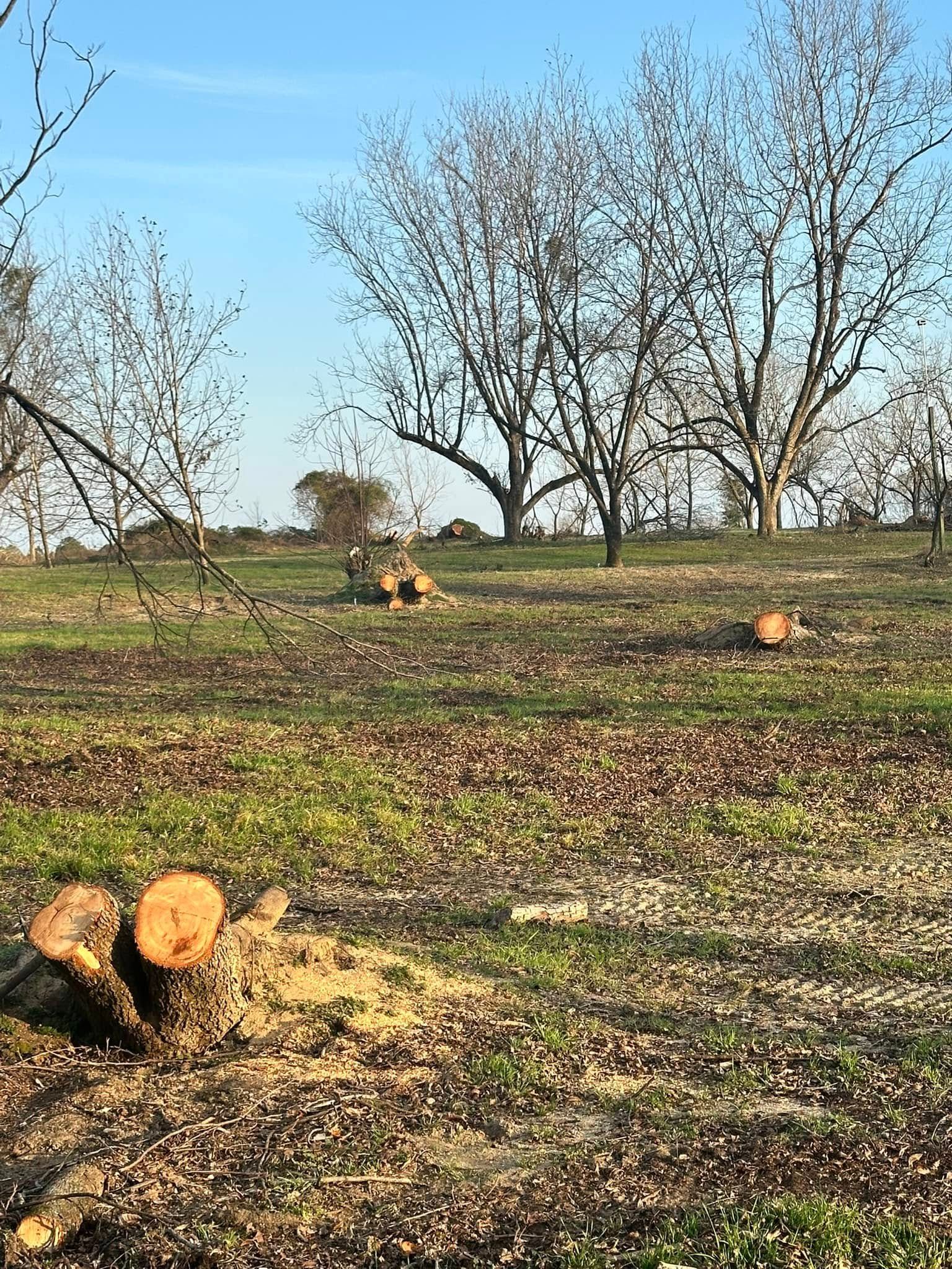 Tree Removal for Page Outdoor Services in Wrightsville, GA
