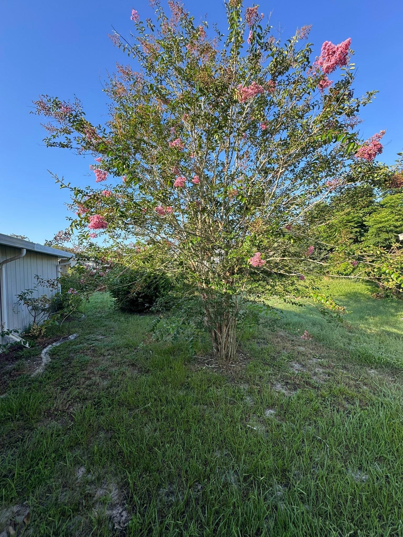 All Photos for Young's Lawn Services LLC in Ocala, FL