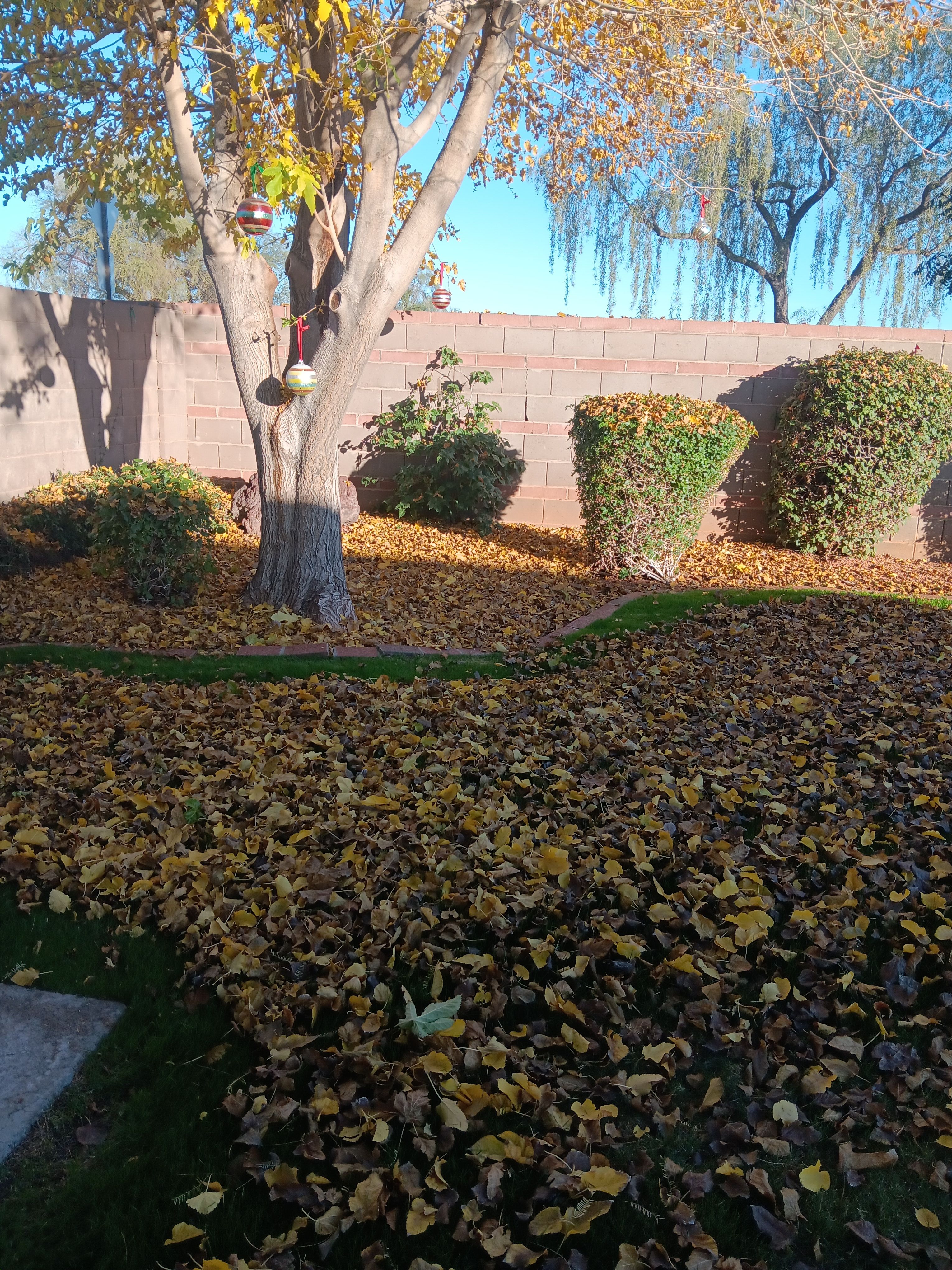  for Family Landscaping in Phoenix, AZ