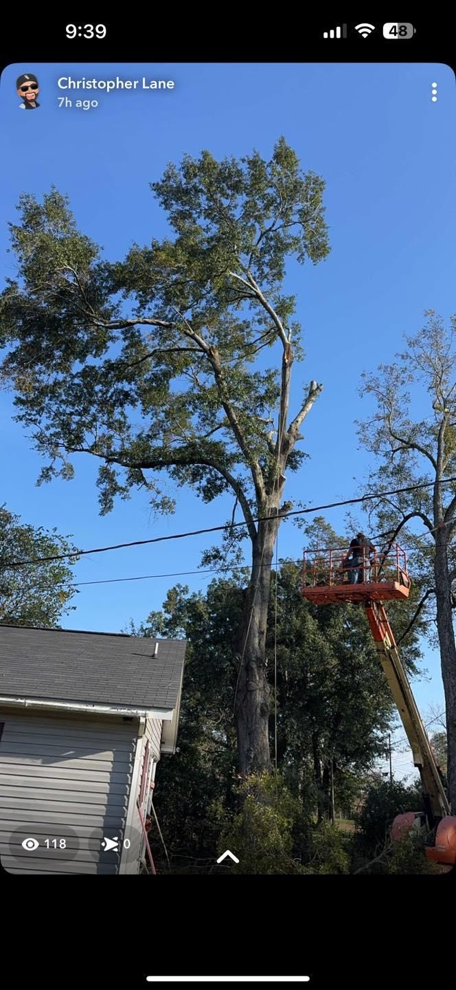  for Morace Tree Service in Natchez,,  MS