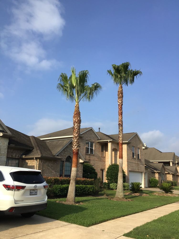  for Greenfield Tree Services in Manvel, TX