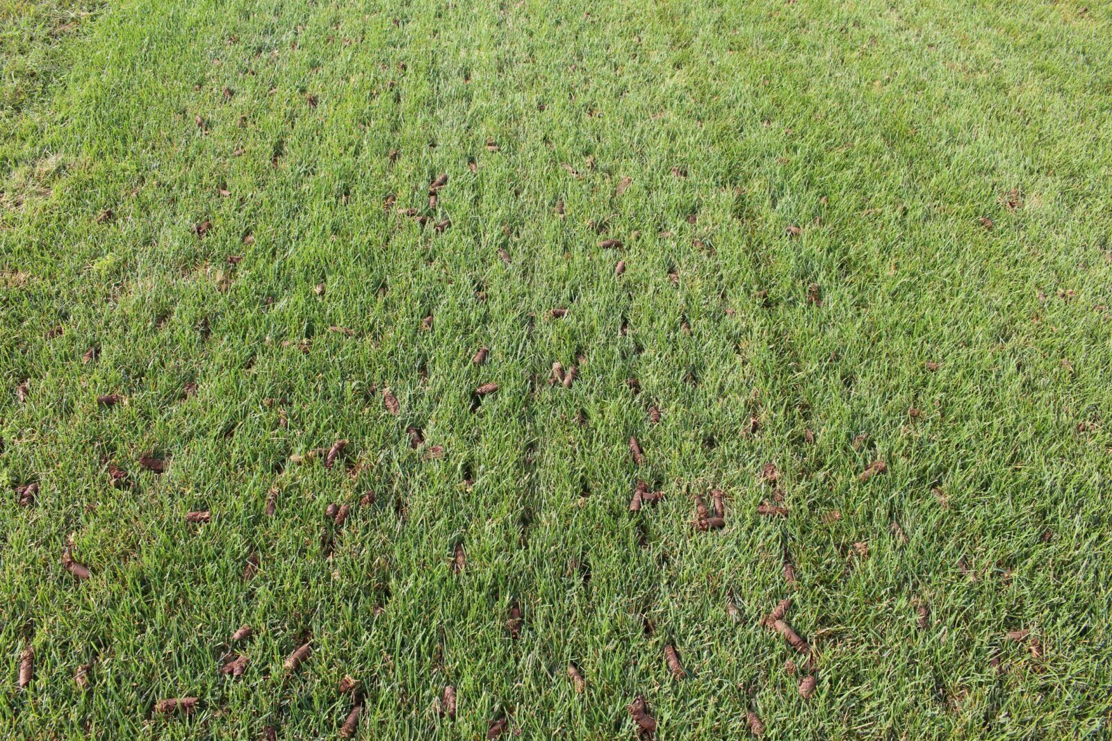  for DR Landscape in San Antonio, TX