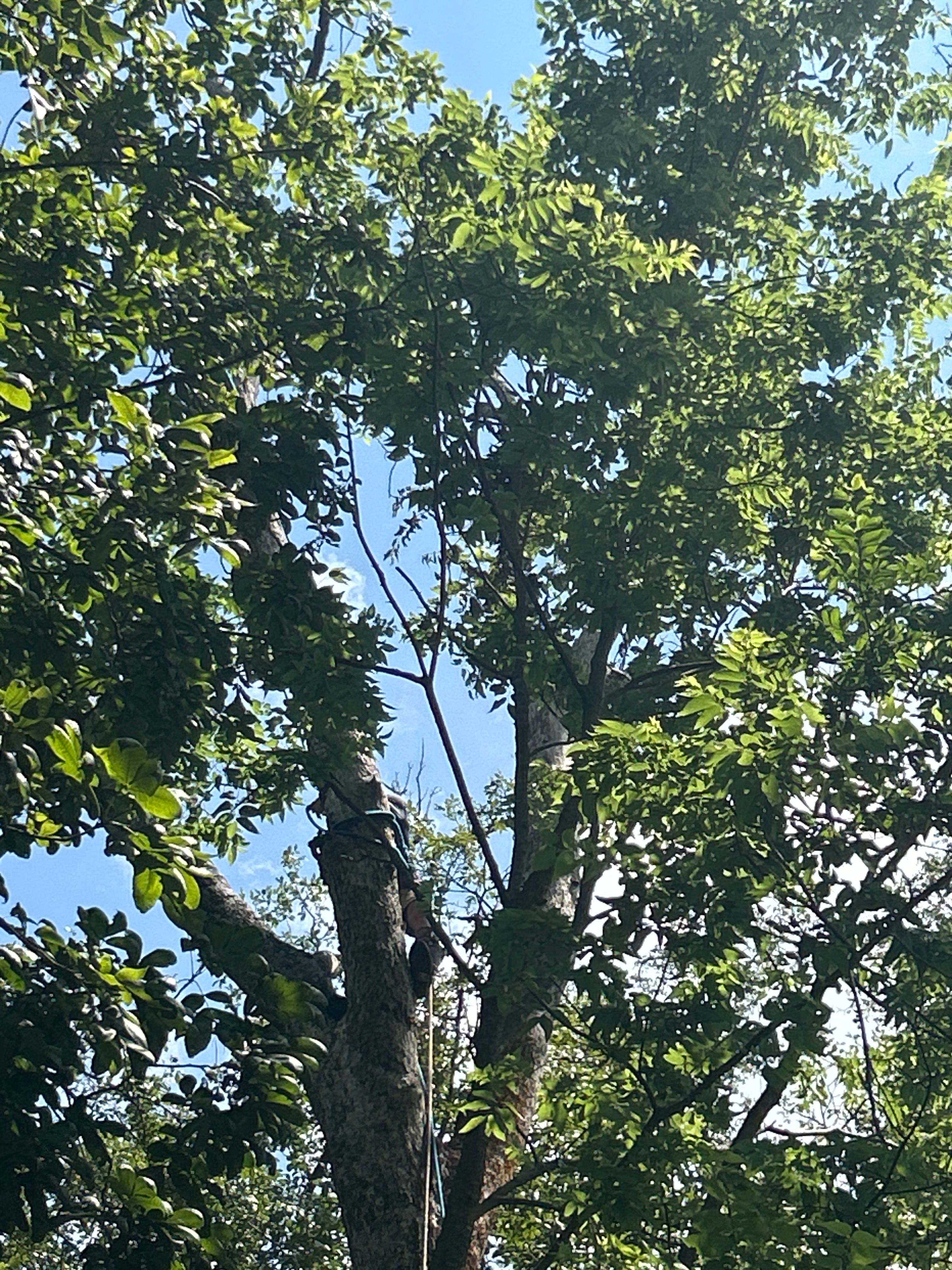  for Stinger Tree Service in Belleville, IL