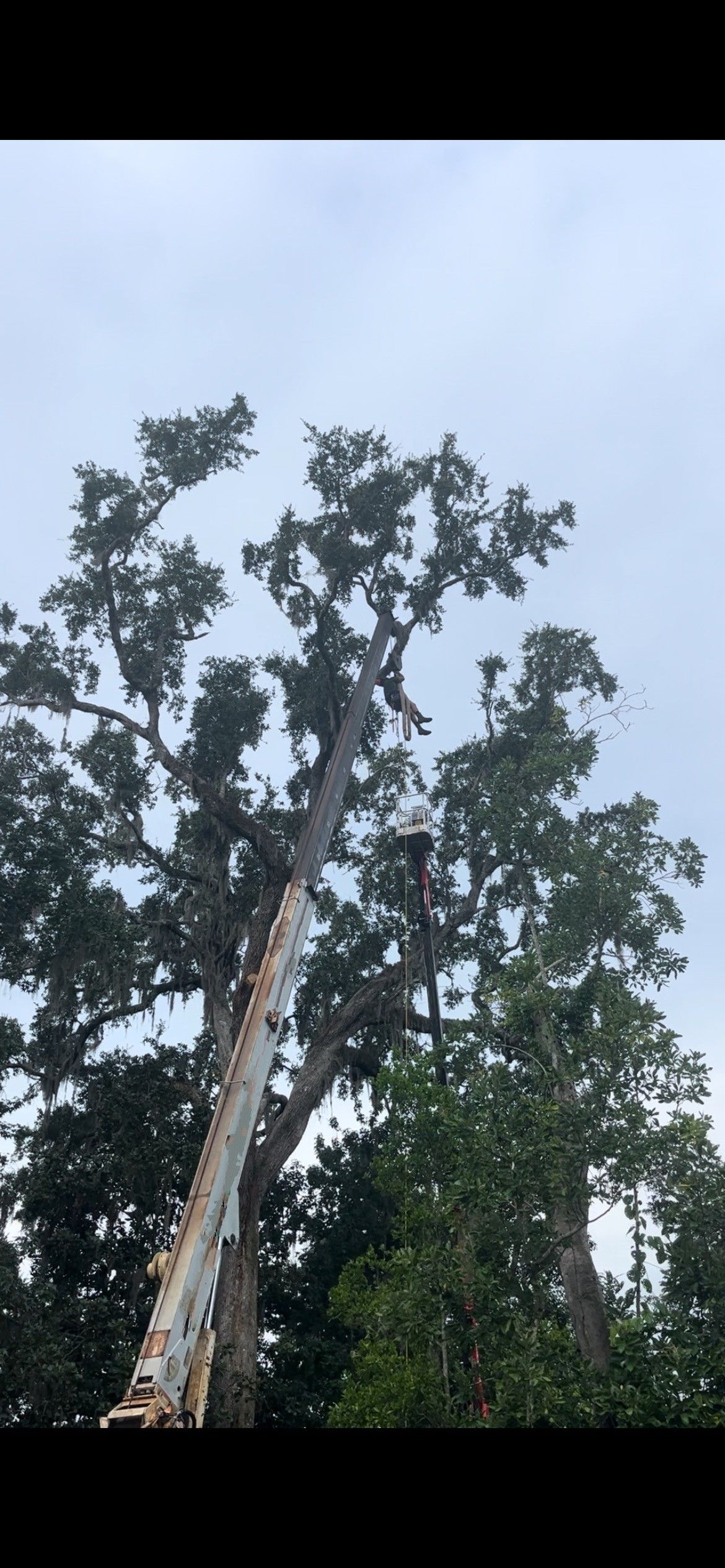All Photos for Near Me Tree Service, Inc. in DeLand, FL