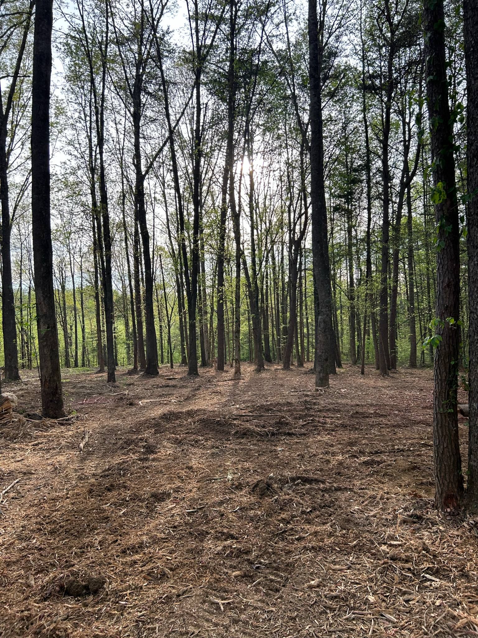  for Z's Land Management & Forestry Mulching in Smithville, TN