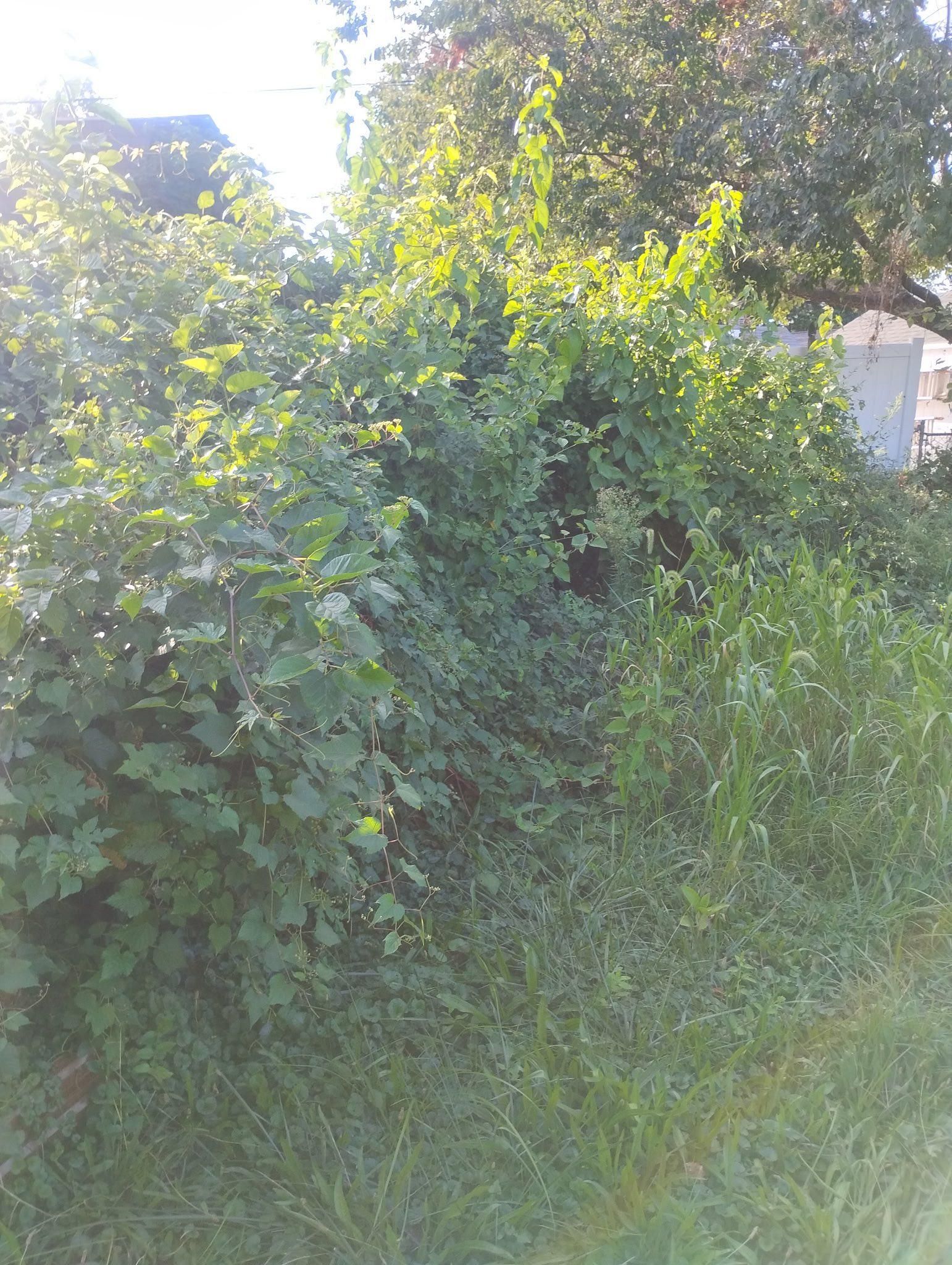  for Russo’s Landscaping & Tree Removal in Levittown, PA