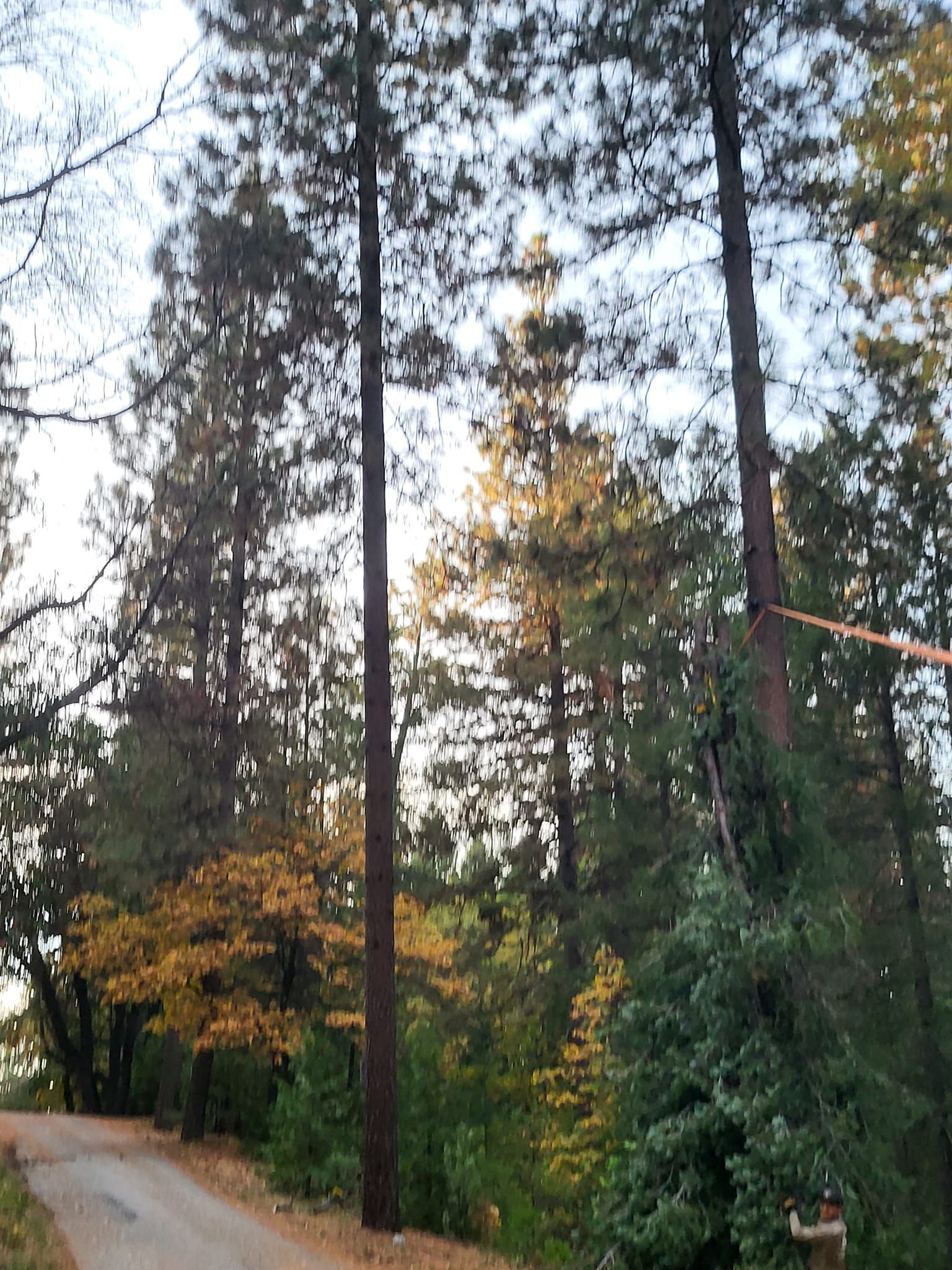  for Terra Heights Tree Experts & Landscaping  in Grass Valley,  CA