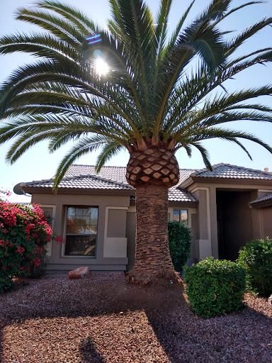  for AZ Tree & Hardscape Co in Surprise, AZ