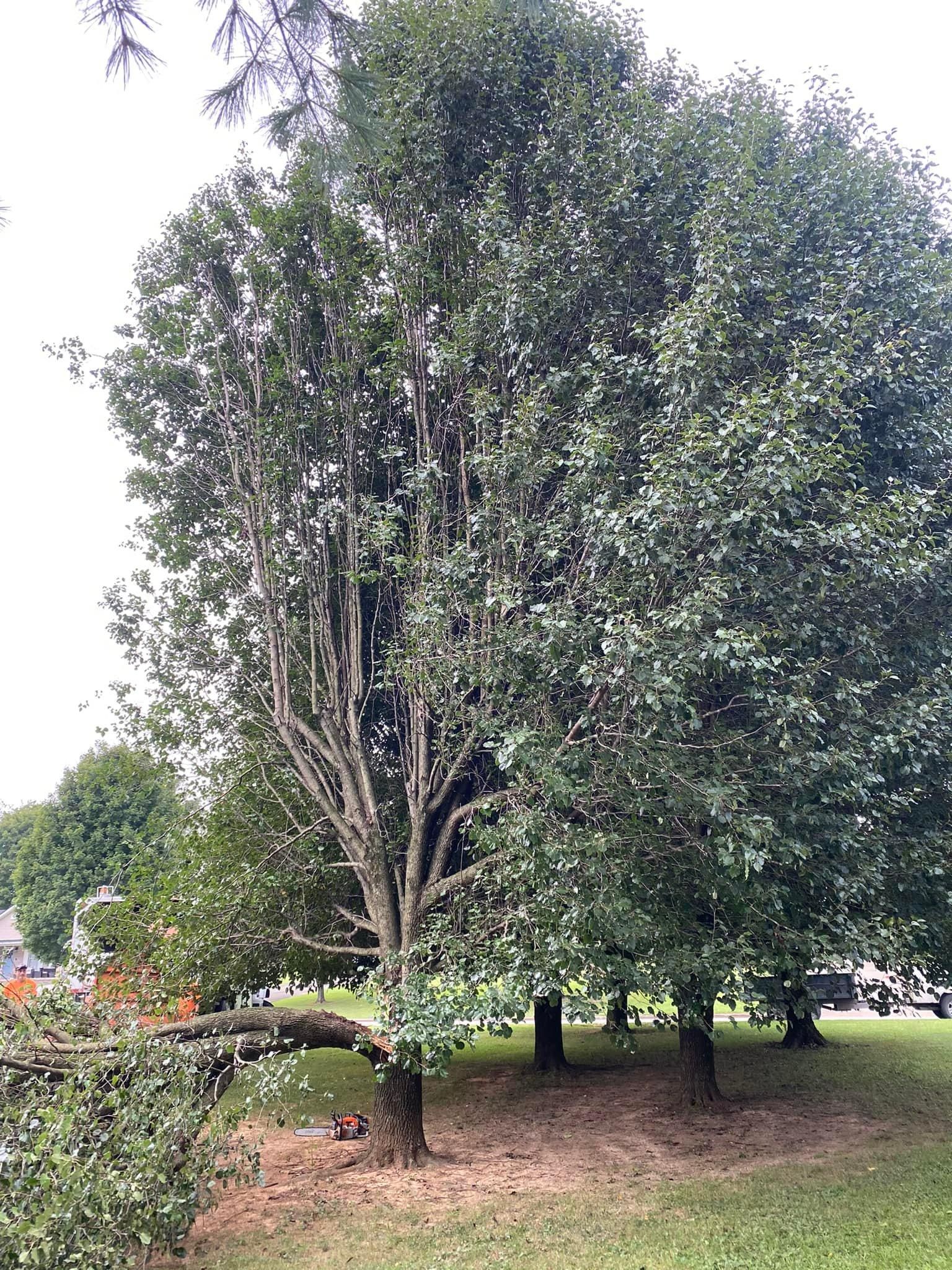 Fall and Spring Clean Up for Atwood’s Tree Care in Liberty,  KY