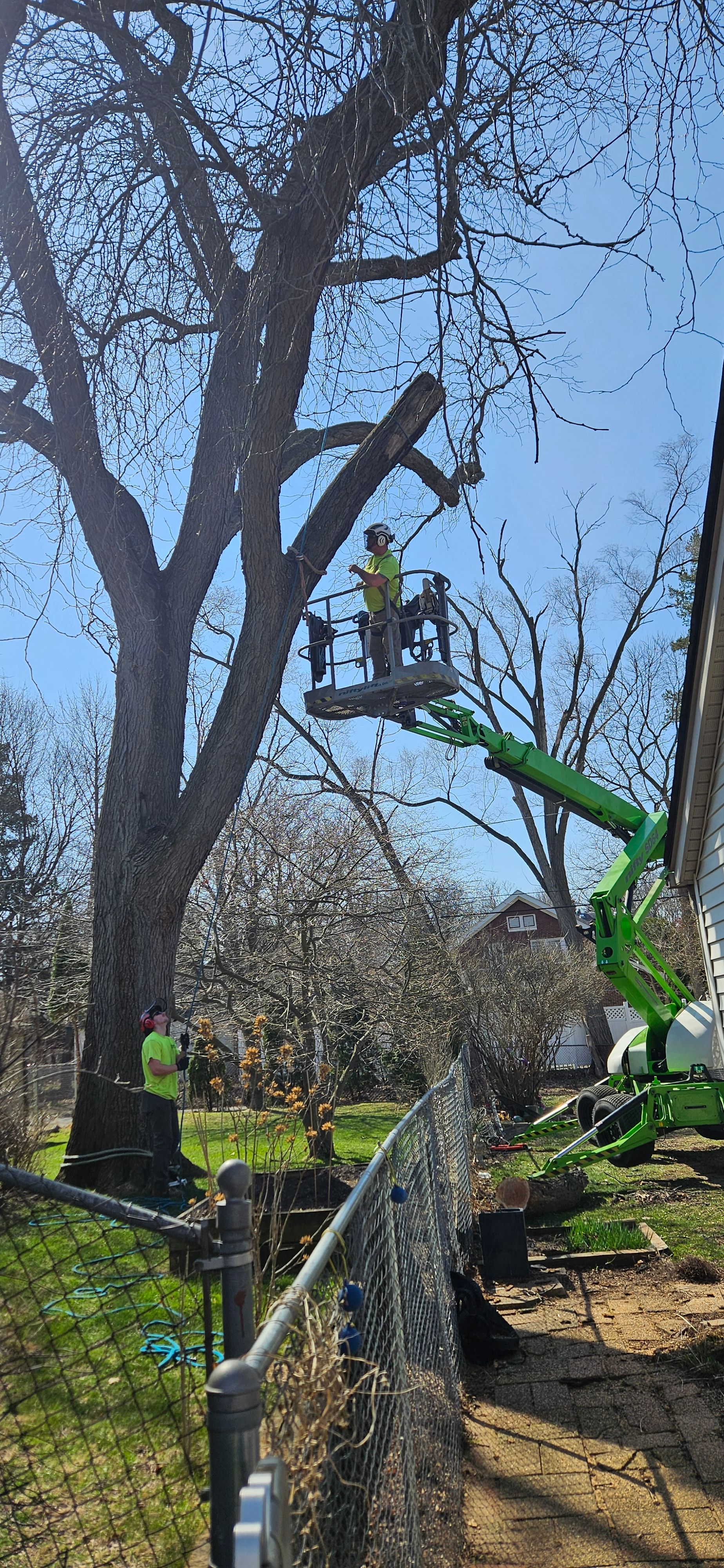 Tree Removal for Olson Tree Service, Inc in Rockford, IL