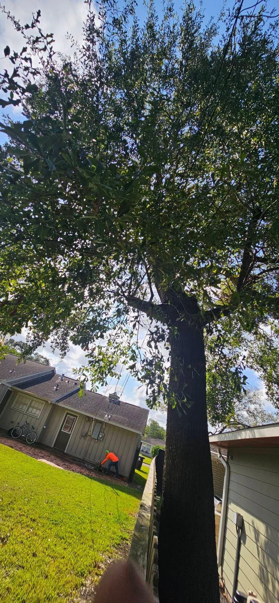  for Servin's Tree Care  in Houston, TX