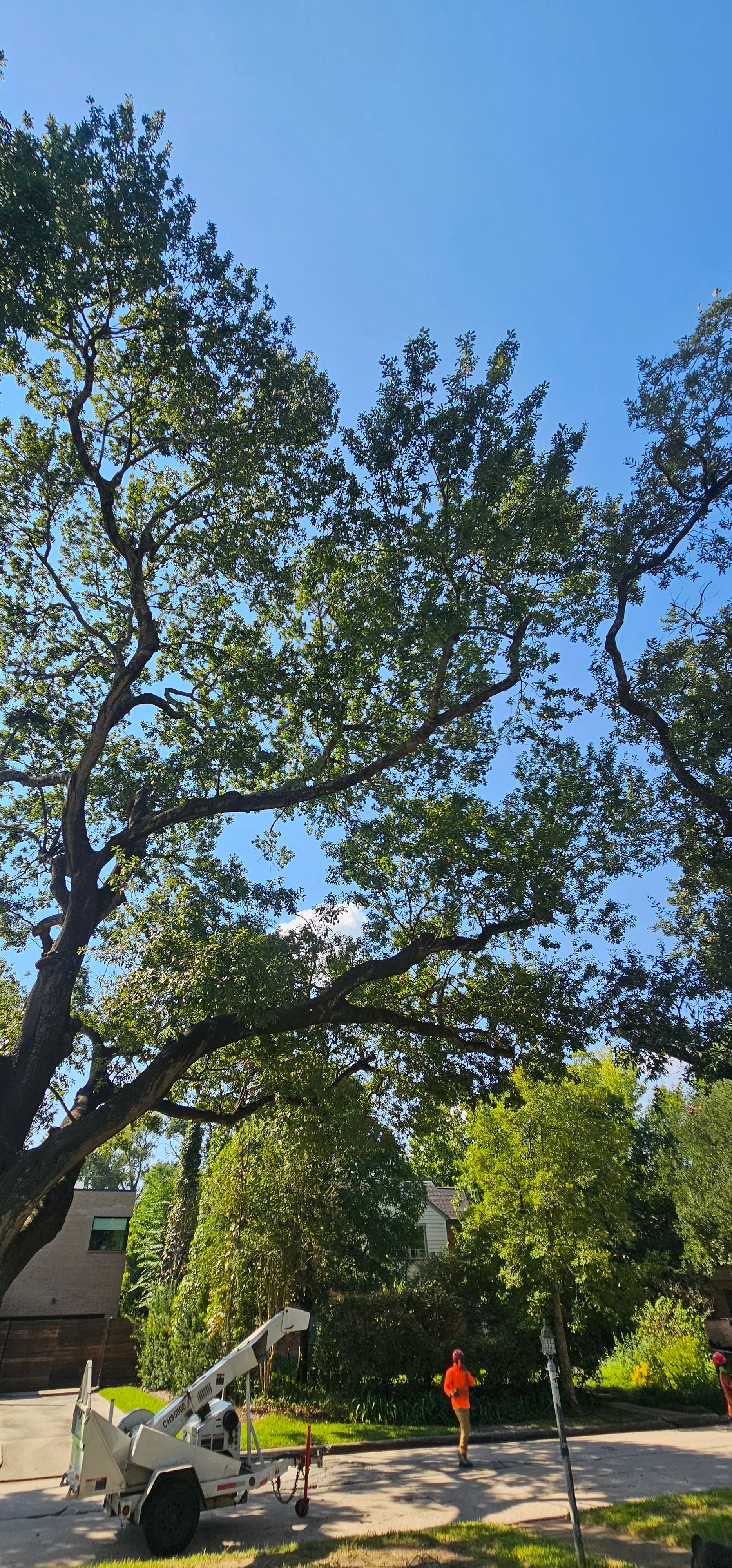  for Servin's Tree Care  in Houston, TX
