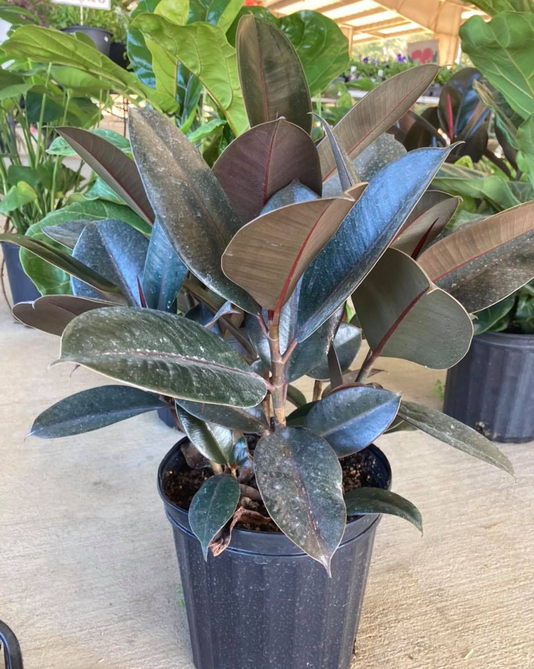 All Photos for S&R Landscaping and Nursery in Charlotte, NC
