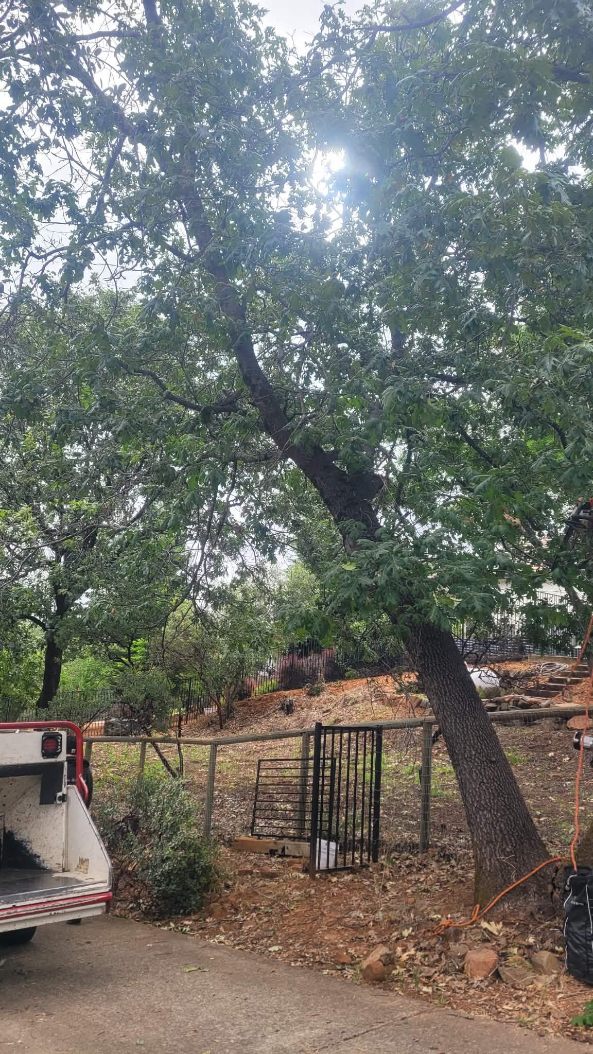  for George Staddan's Professional Tree Care in Placerville, CA