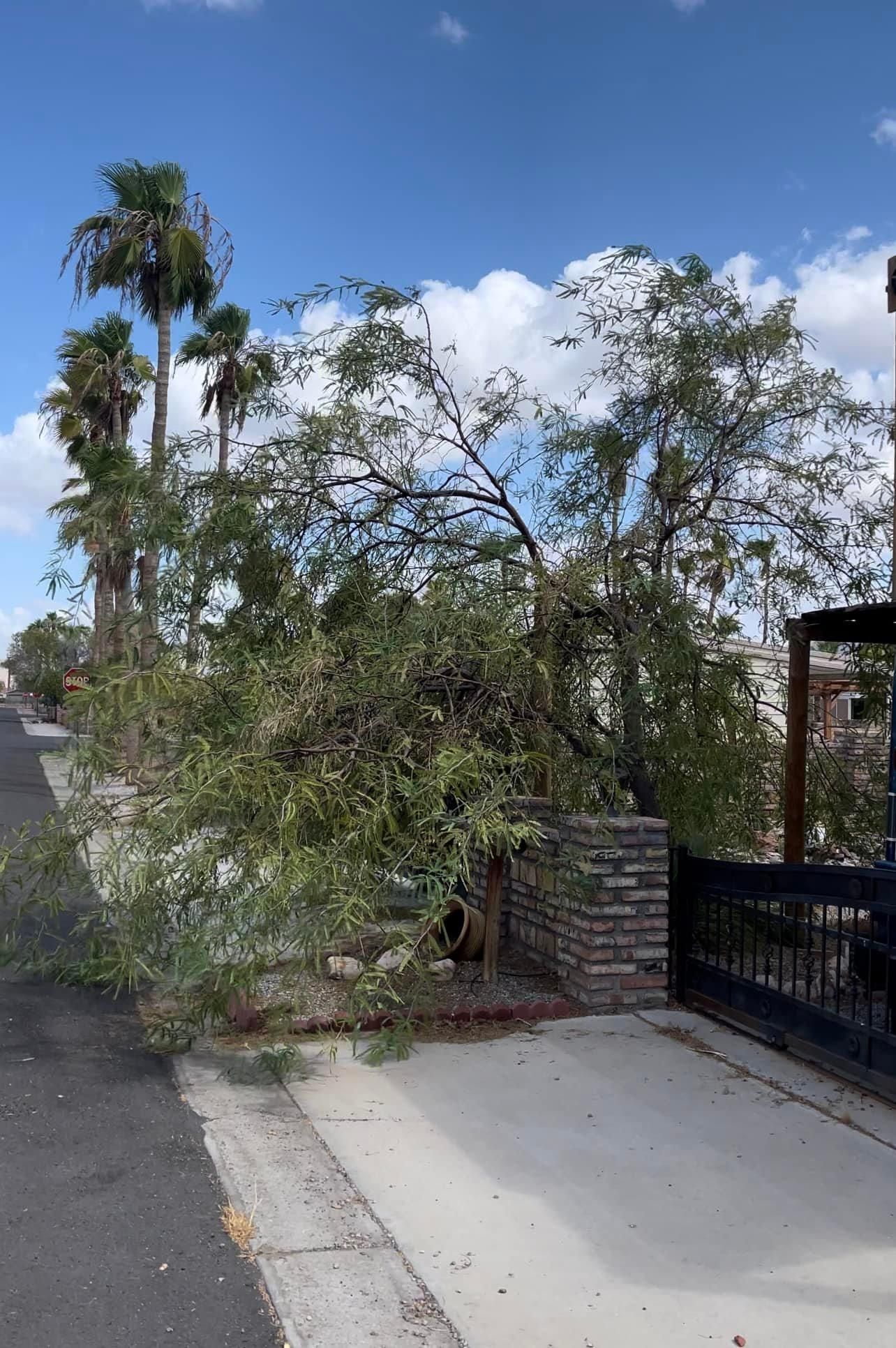  for Oliver L. Palm & Tree services in Yuma County, AZ