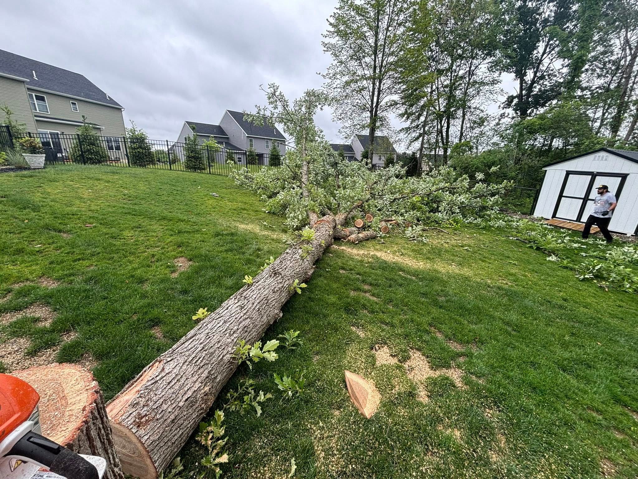  for T's Trees in Albany, NY