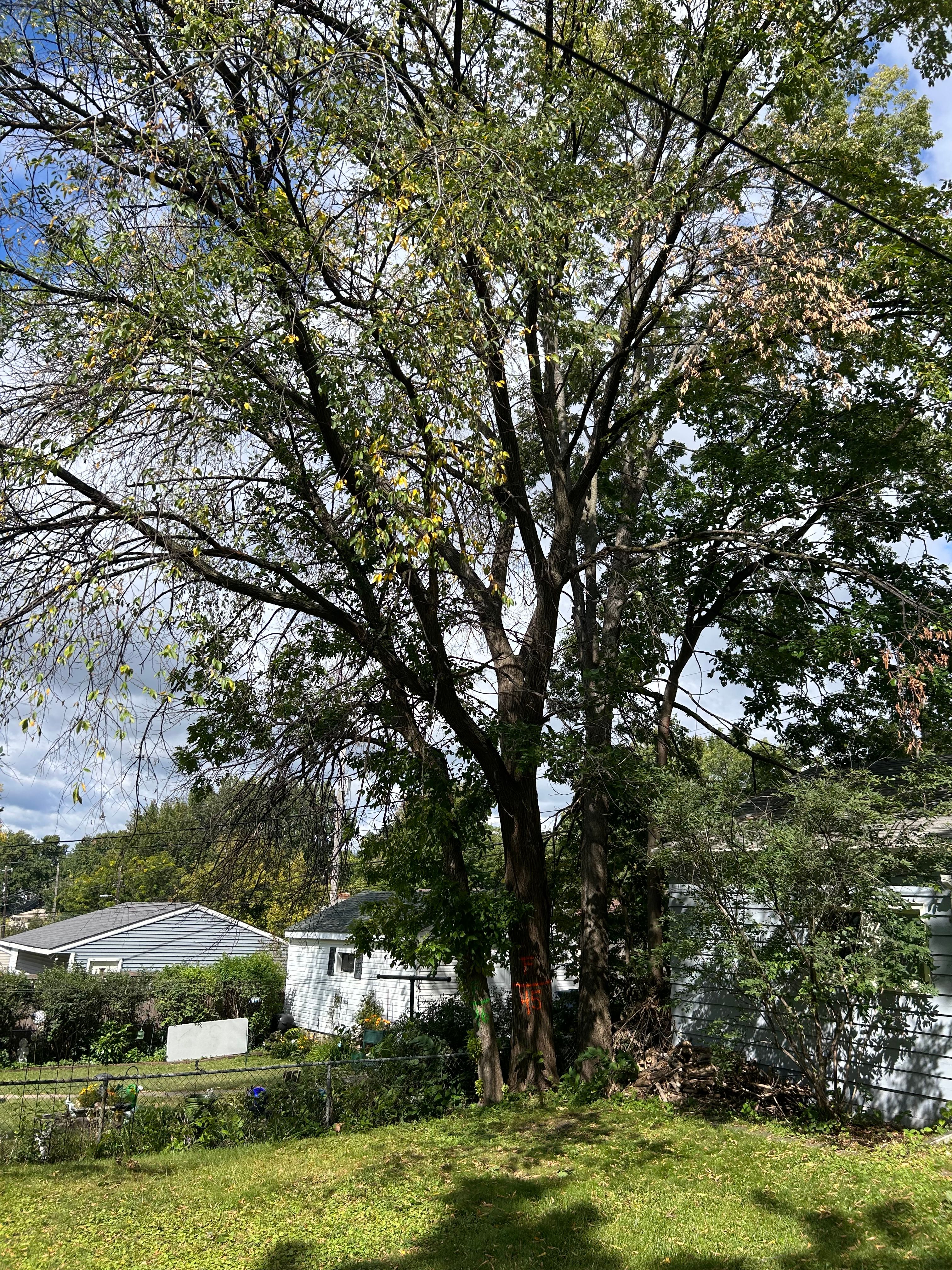 All Photos for Allstate Tree Service and Crane in Minneapolis, MN
