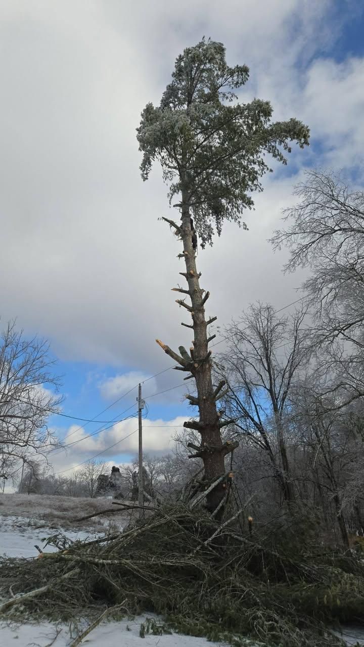  for Jace’s Tree & Stump Removal in Franklin, TN