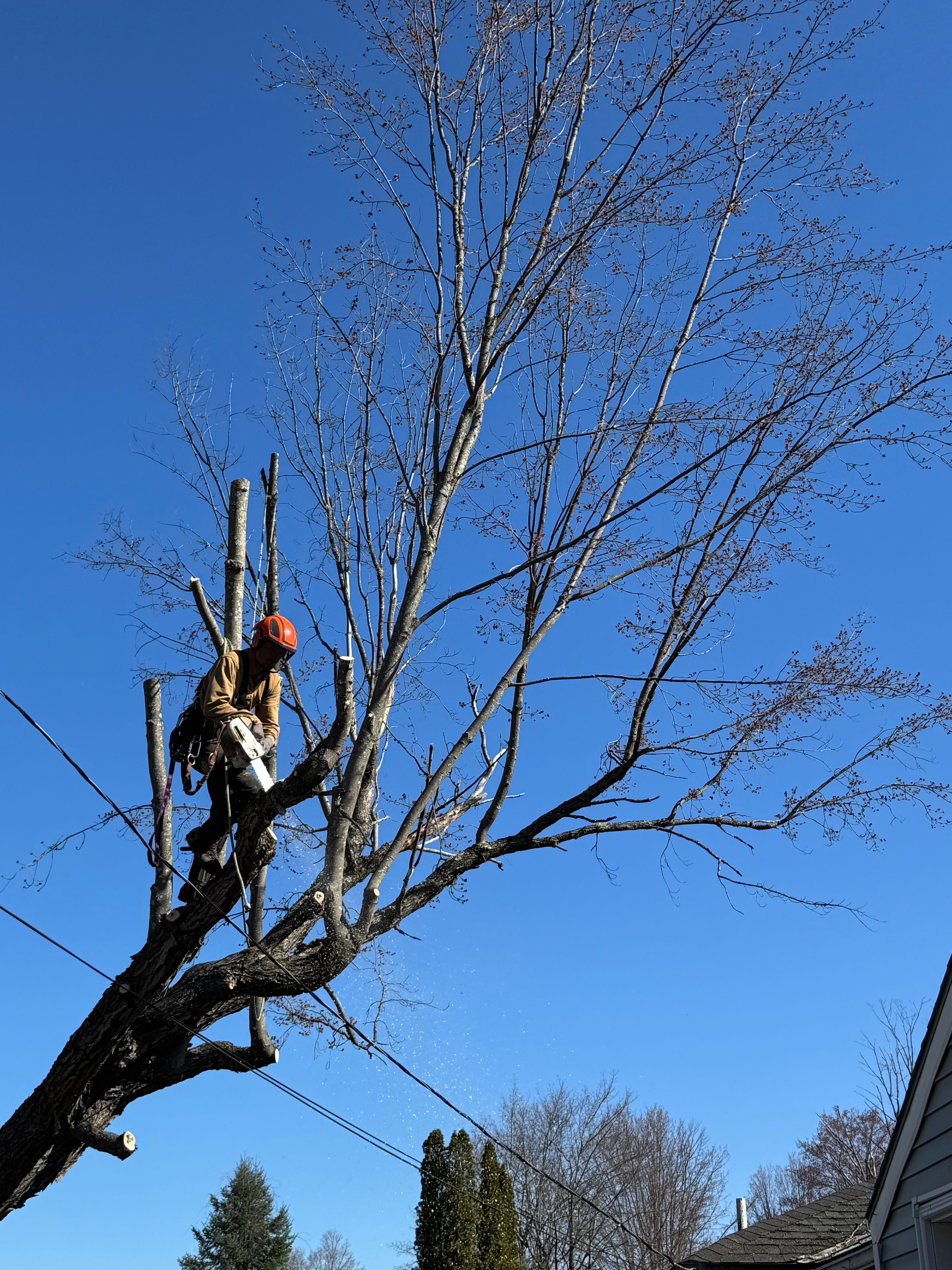 All Photos for Clifford’s Quality Tree Care & Landscaping in Enfield, NH