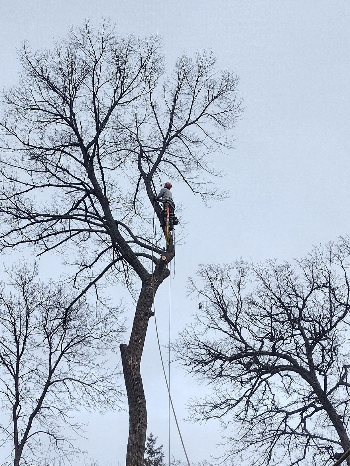  for Dan's Tree Service LLC in Bemidji, MN