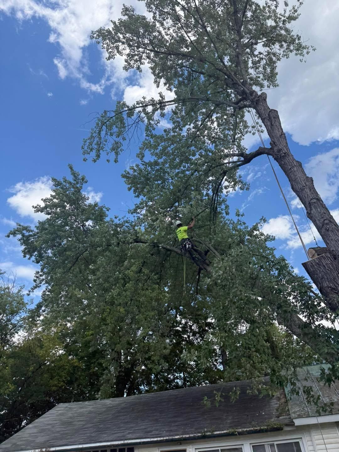  for Sterlings Tree Removal in Cobleskill, New York