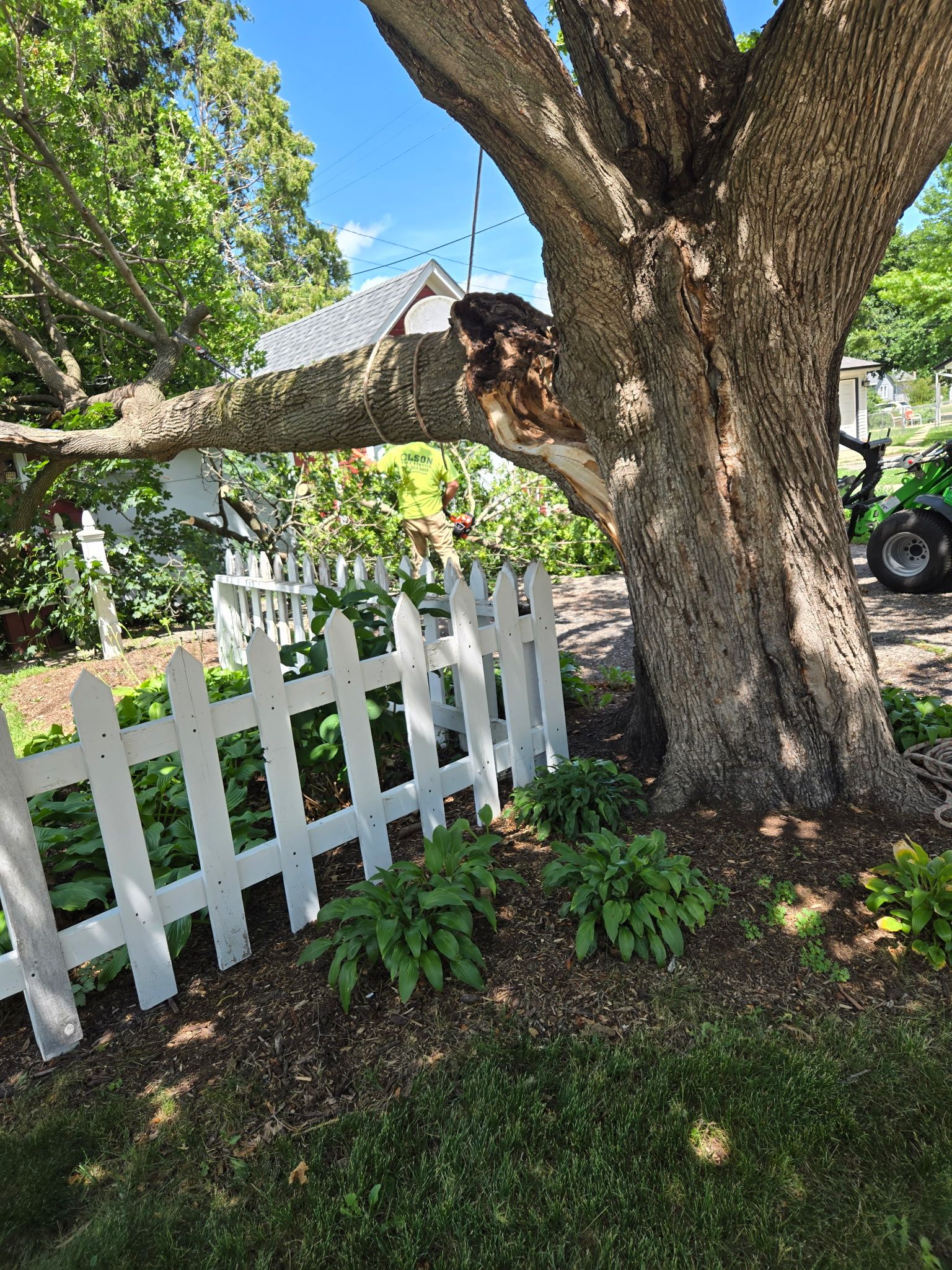 Tree Removal for Olson Tree Service, Inc in Rockford, IL