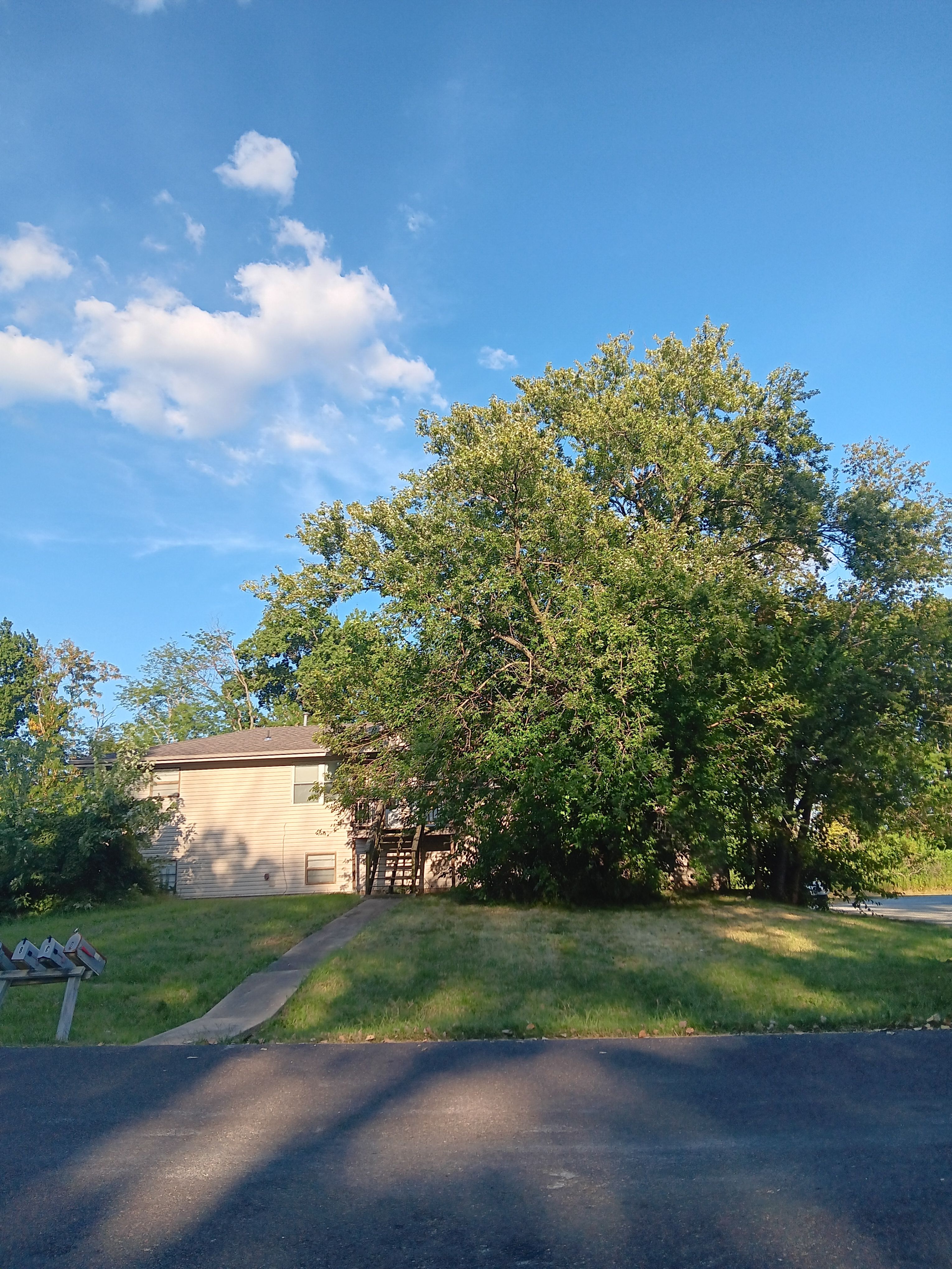  for Sky High Tree Service in Columbia, MO