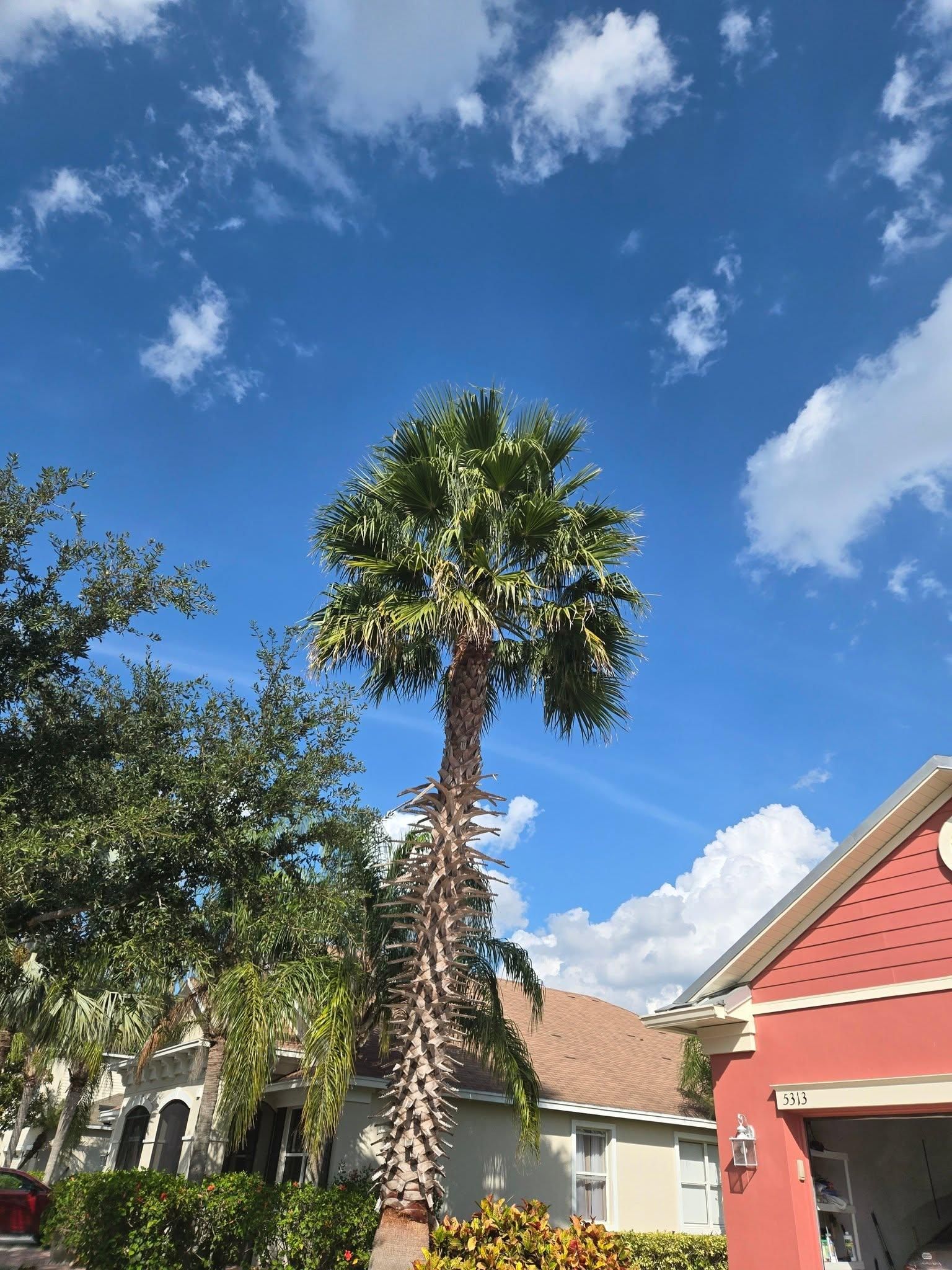 All Photos for TREE BOYS in Ruskin, FL