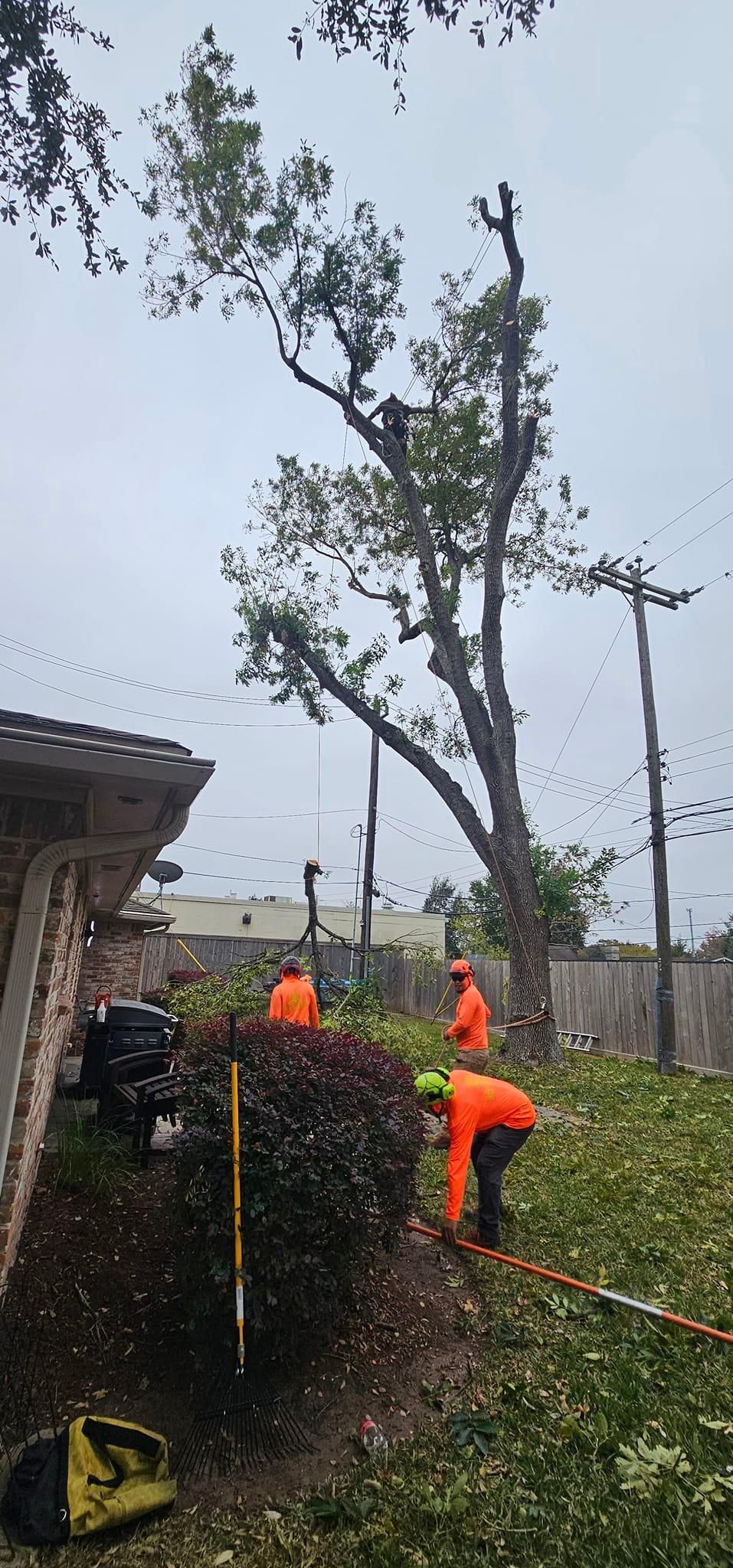  for Servin's Tree Care  in Houston, TX