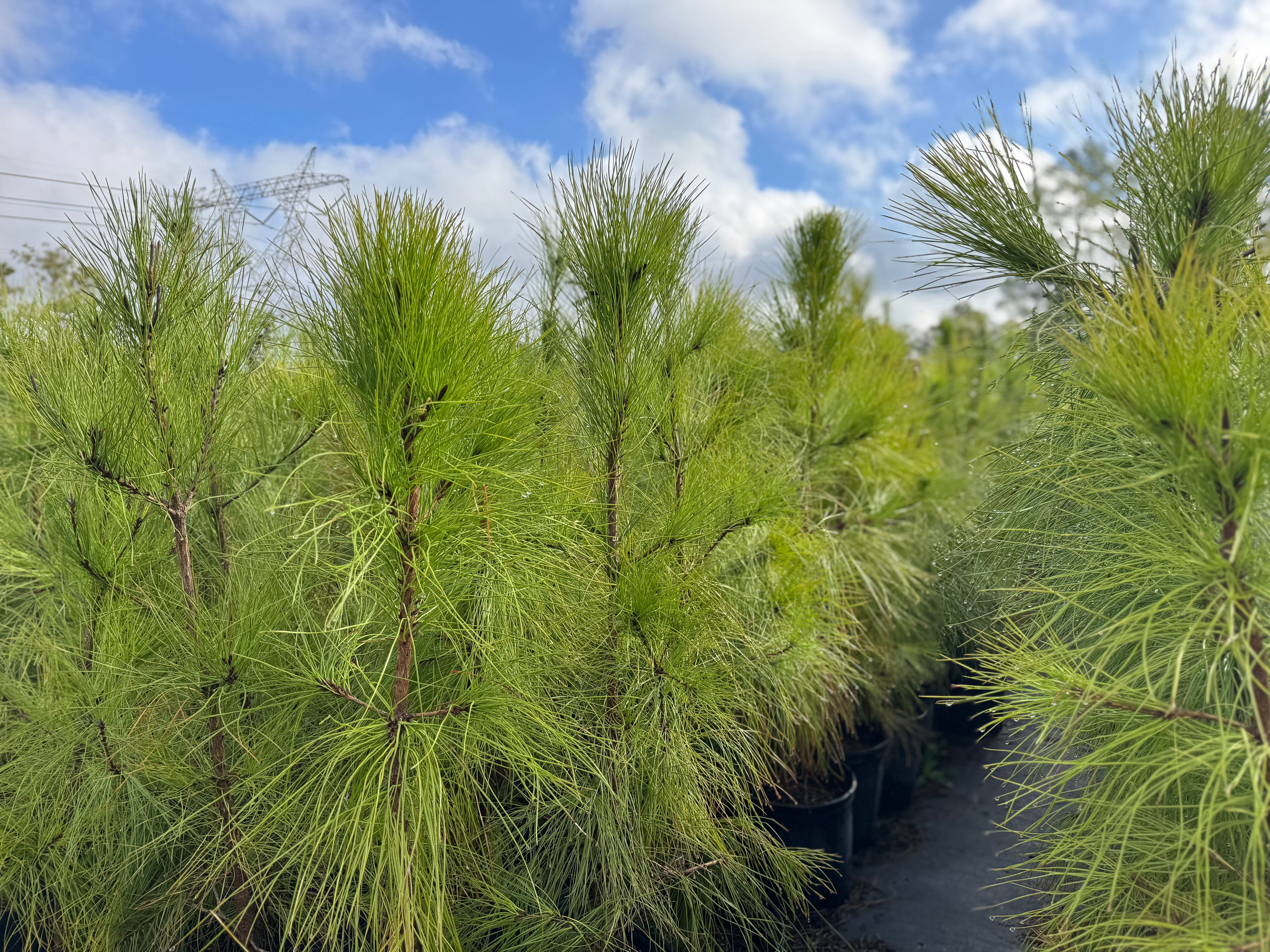  for Southern Roots Tree Farm in Crystal River, FL