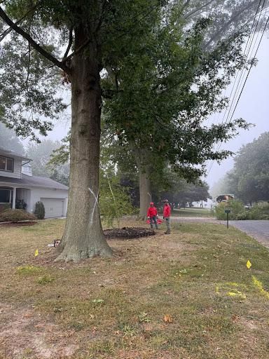 All Photos for Melnyk’s Tree Service in Salem County, NJ