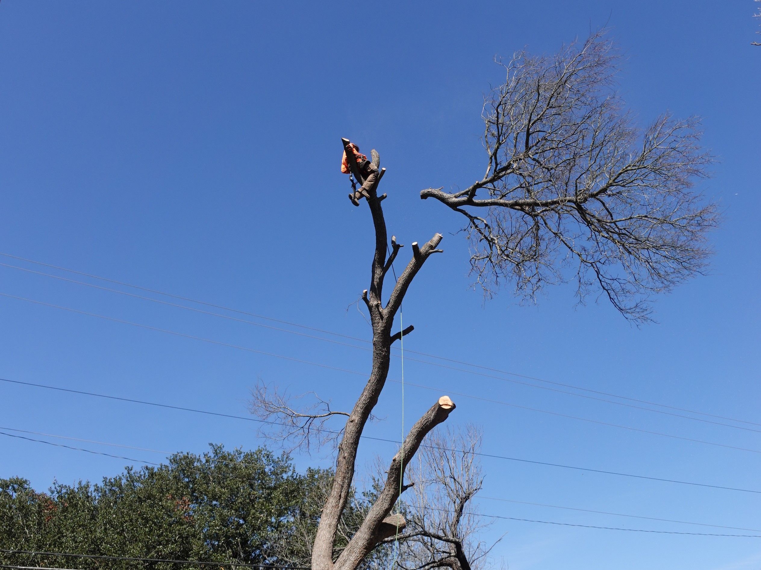 All Photos for Big Bear Tree Service in Newport News, VA
