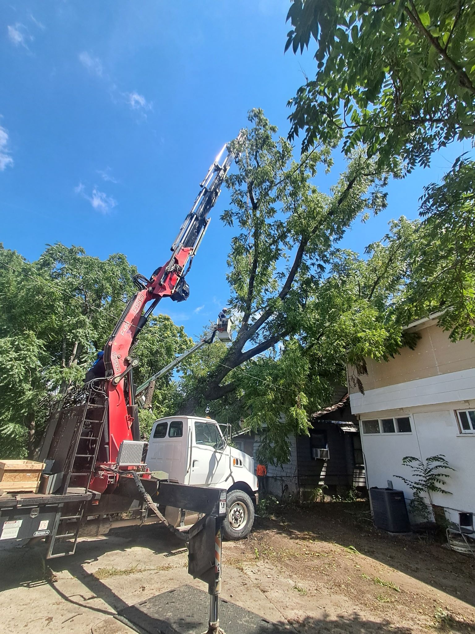  for Mitchell Tree Company in Lathrop, MO