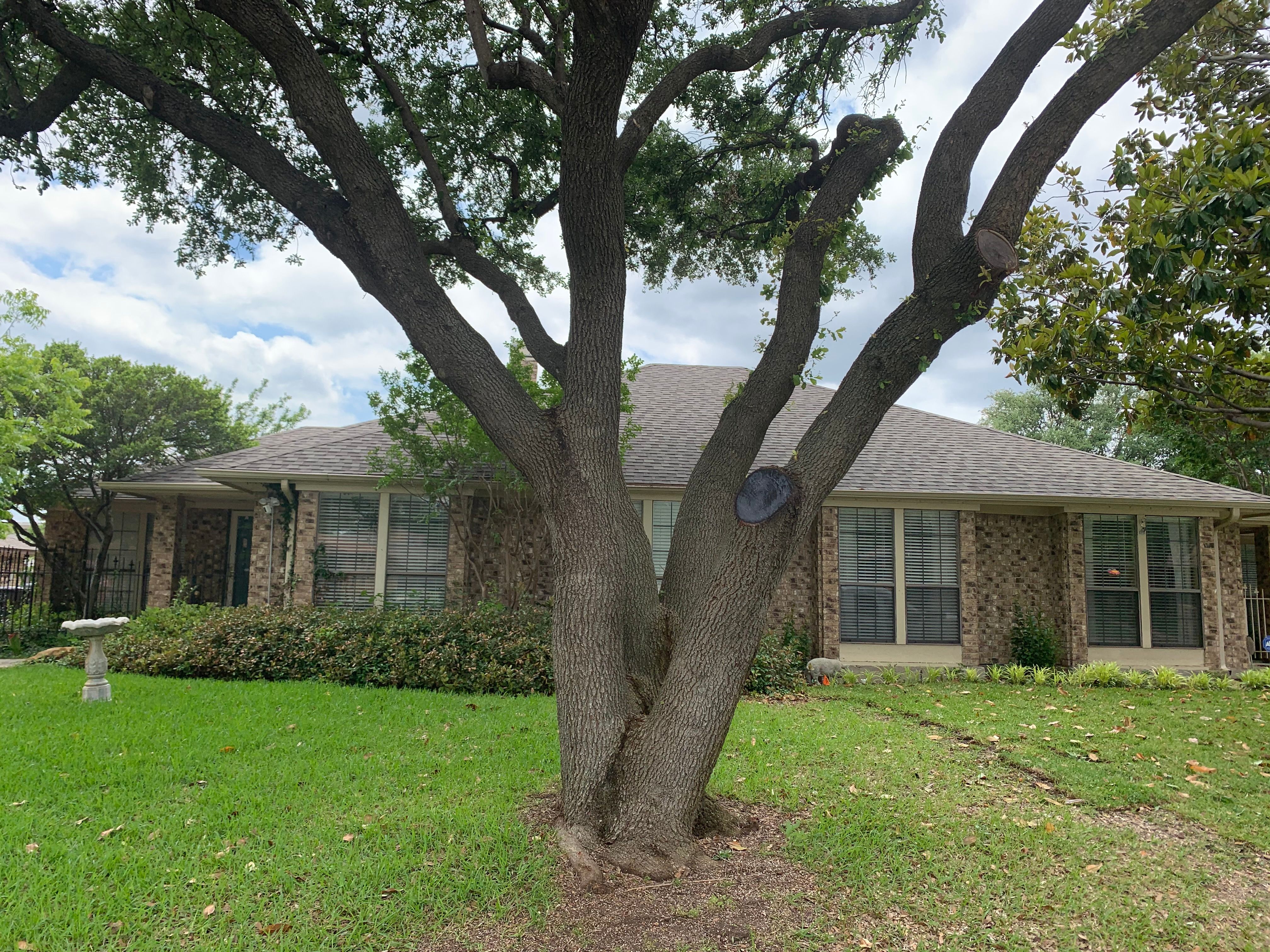  for TLC Professional Tree Service in Bedford, TX