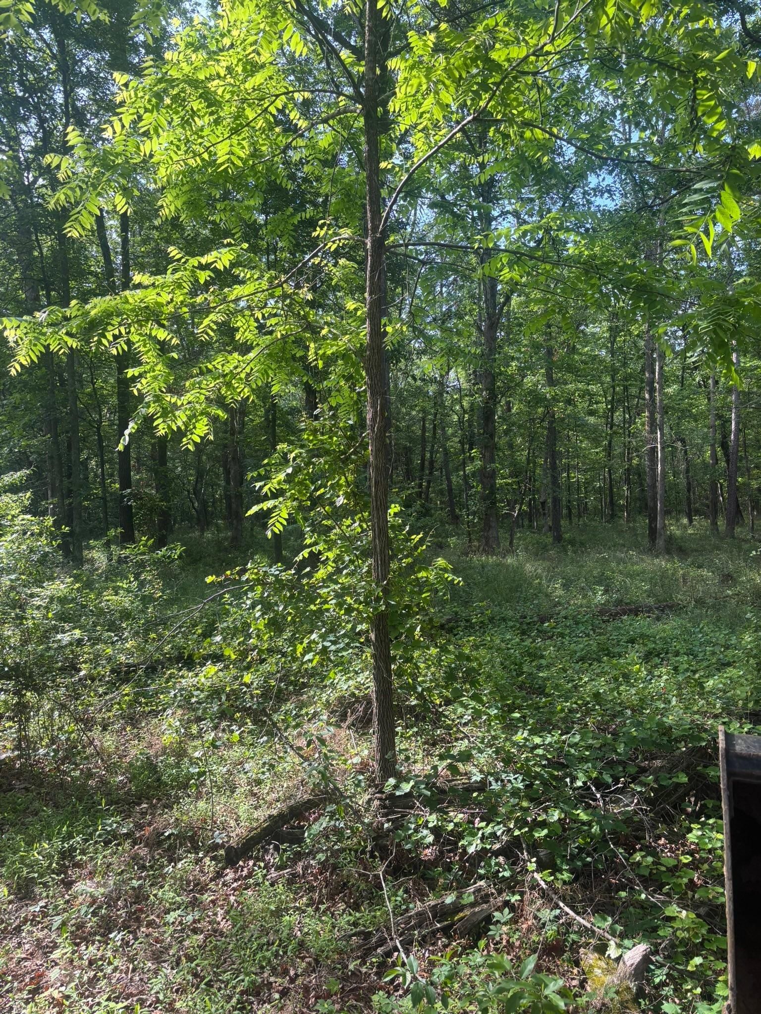  for TD Dirtworks in Tracy City, TN