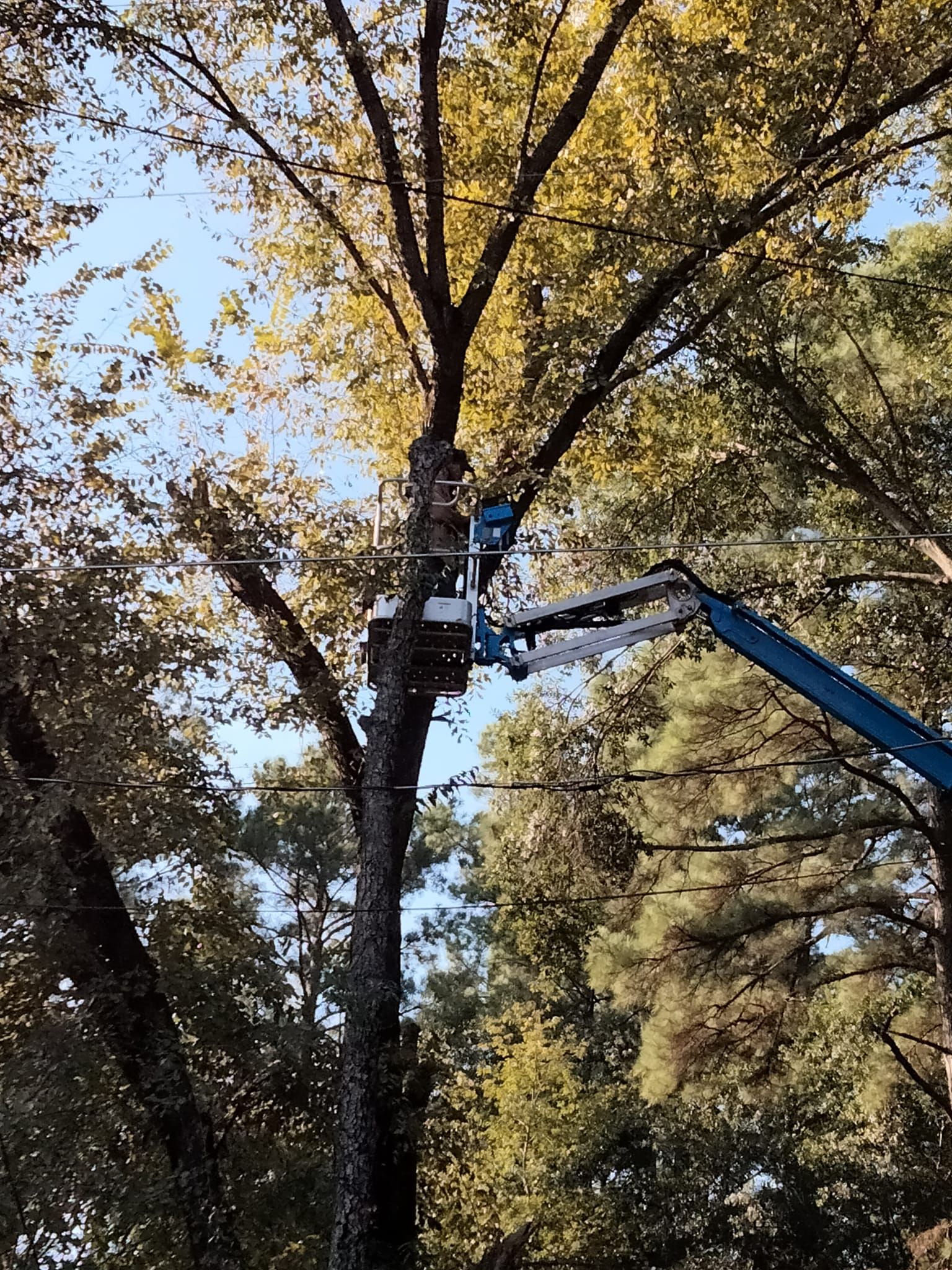  for J&S Tree Services  in Quitman,  TX