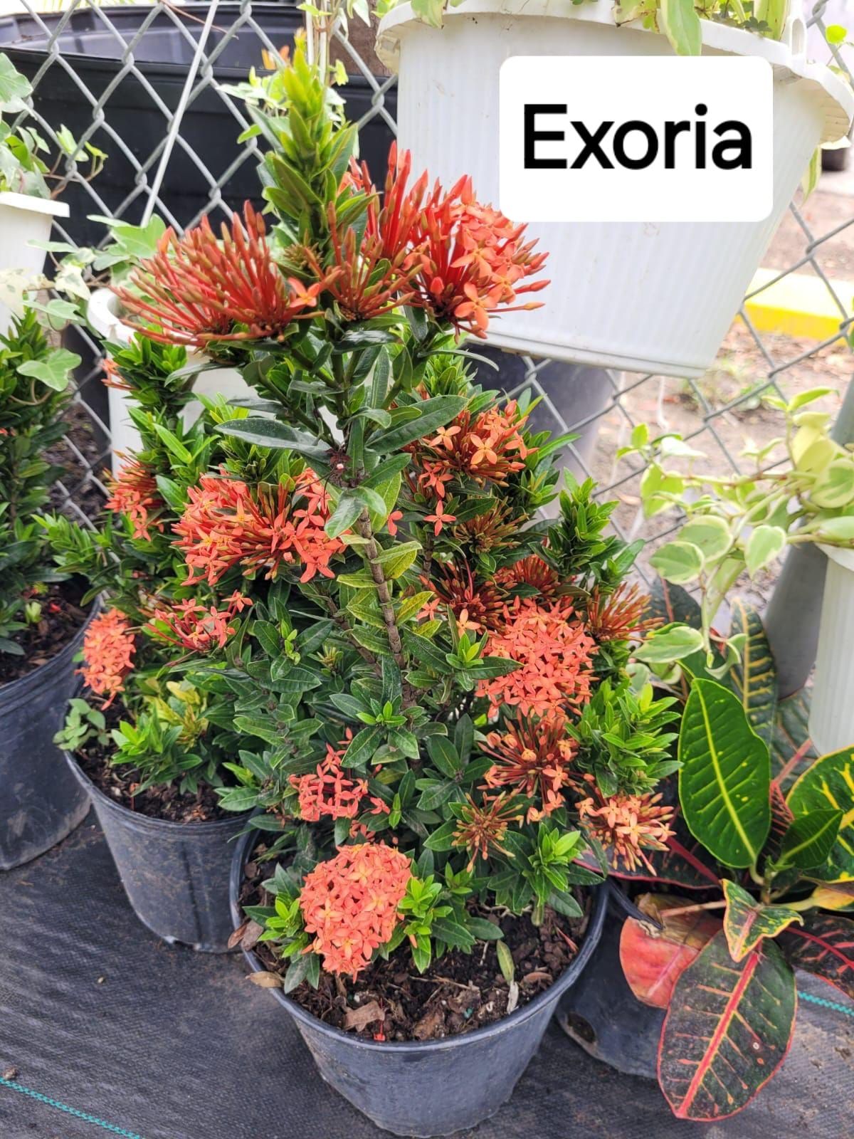  for CRM Palm & Landscaping in Rockport, TX