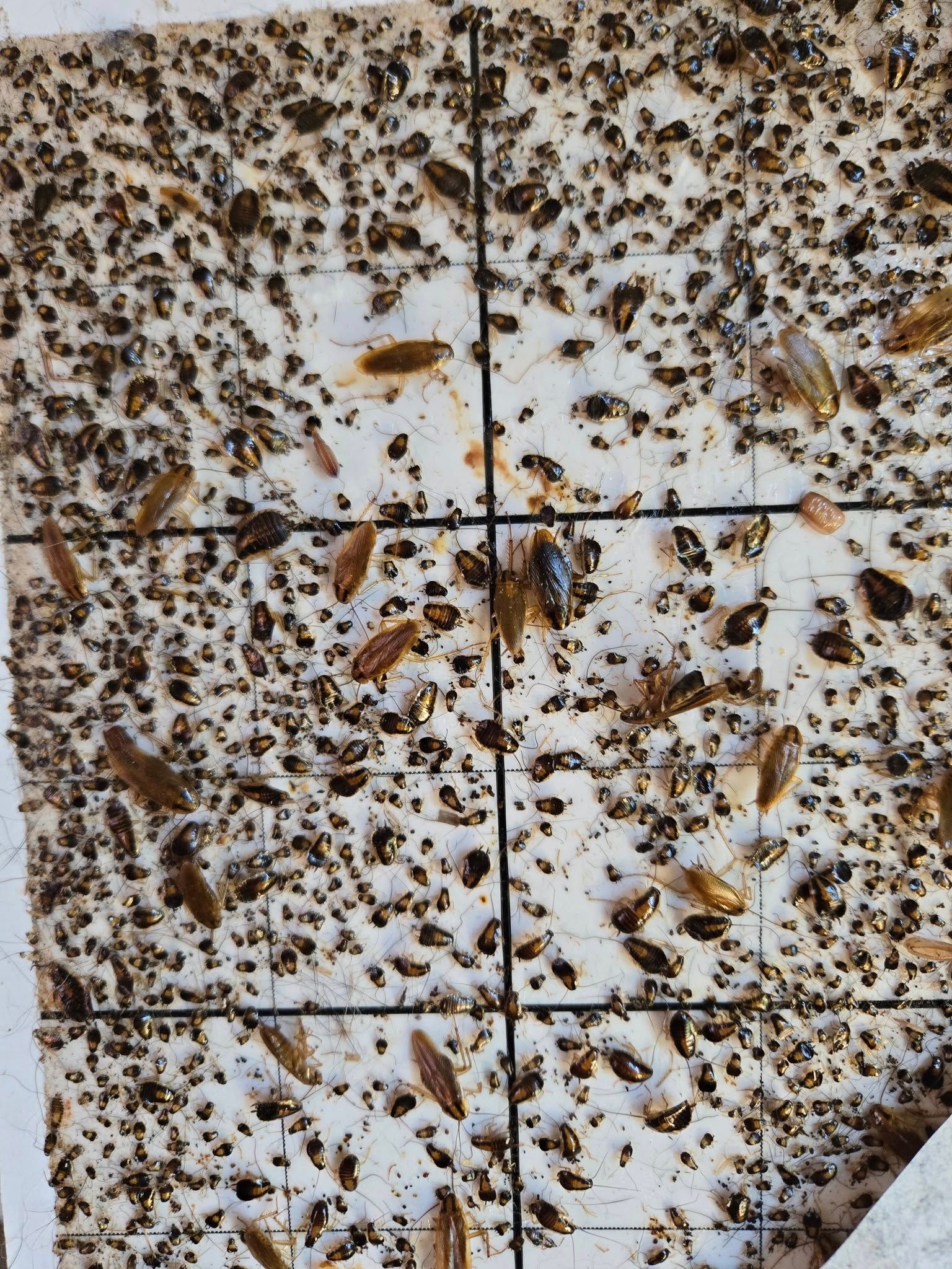  for Bug Blasterz LLC in Huntsville, AL