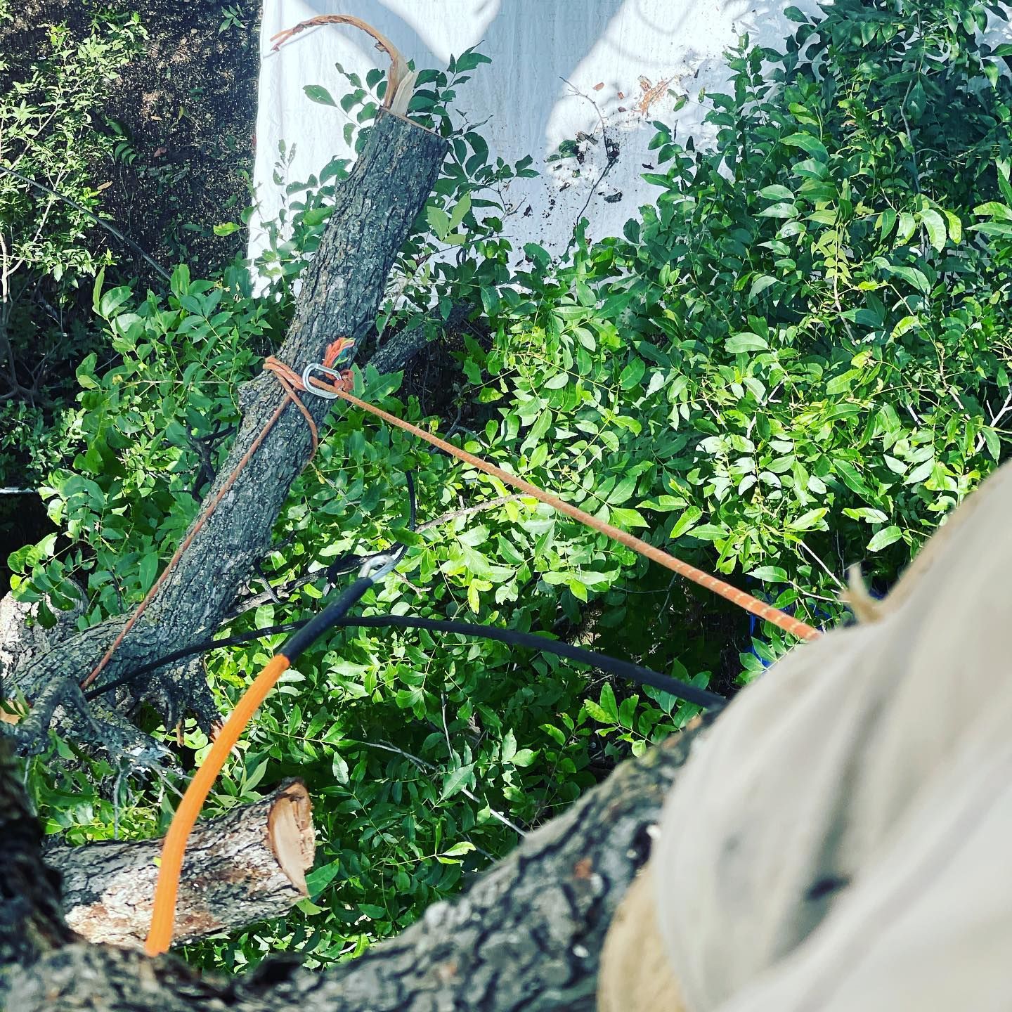  for Tesla Tree Trimming in Kempner, TX