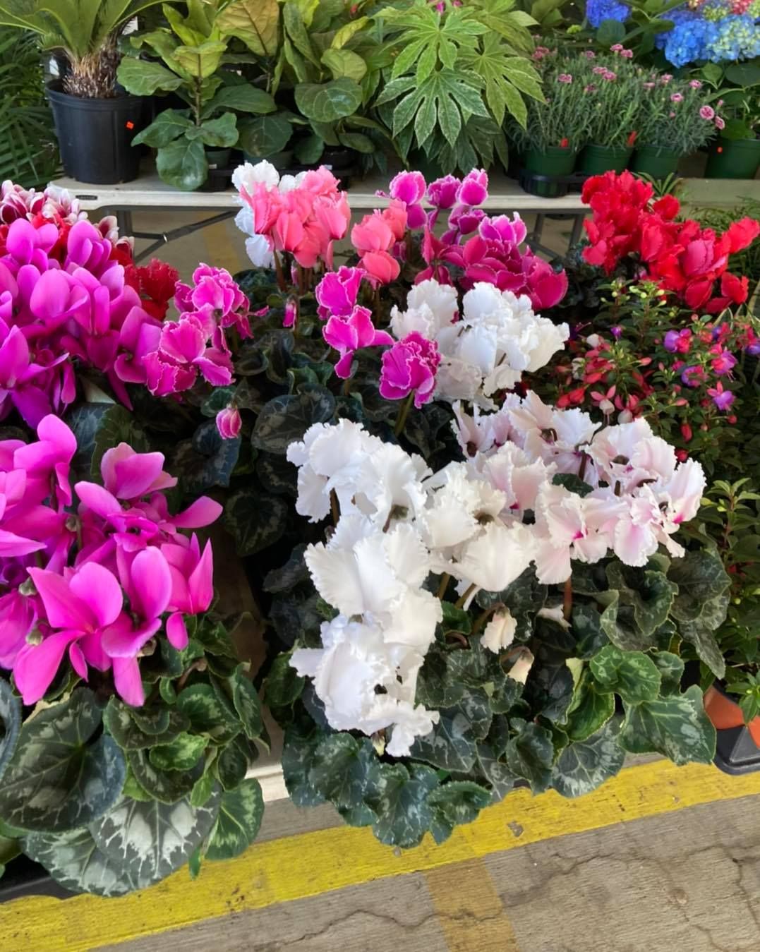 All Photos for S&R Landscaping and Nursery in Charlotte, NC